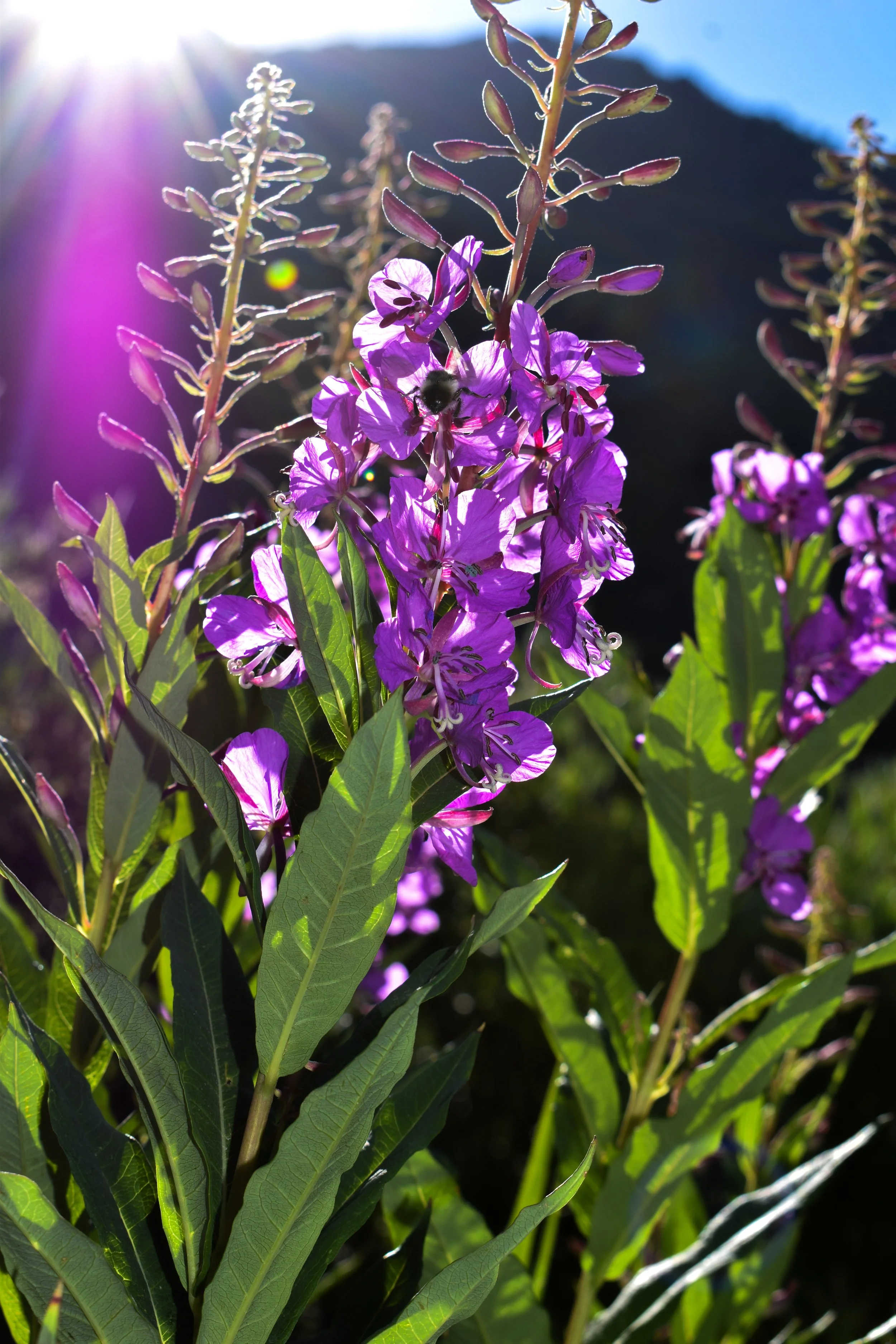 Fireweed after a 14er. August 2019.