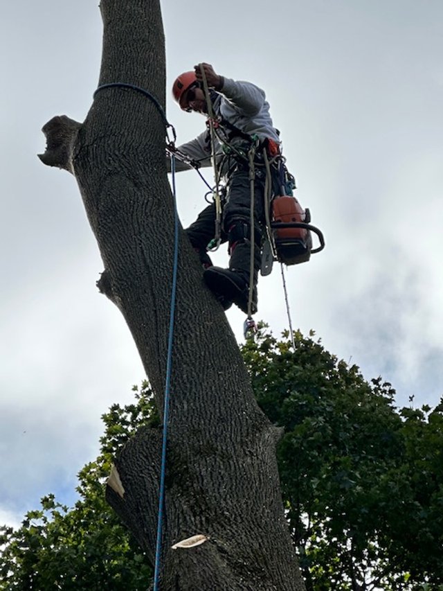 A tree climber with safety gear cutting or trimming a tall tree outdoors.