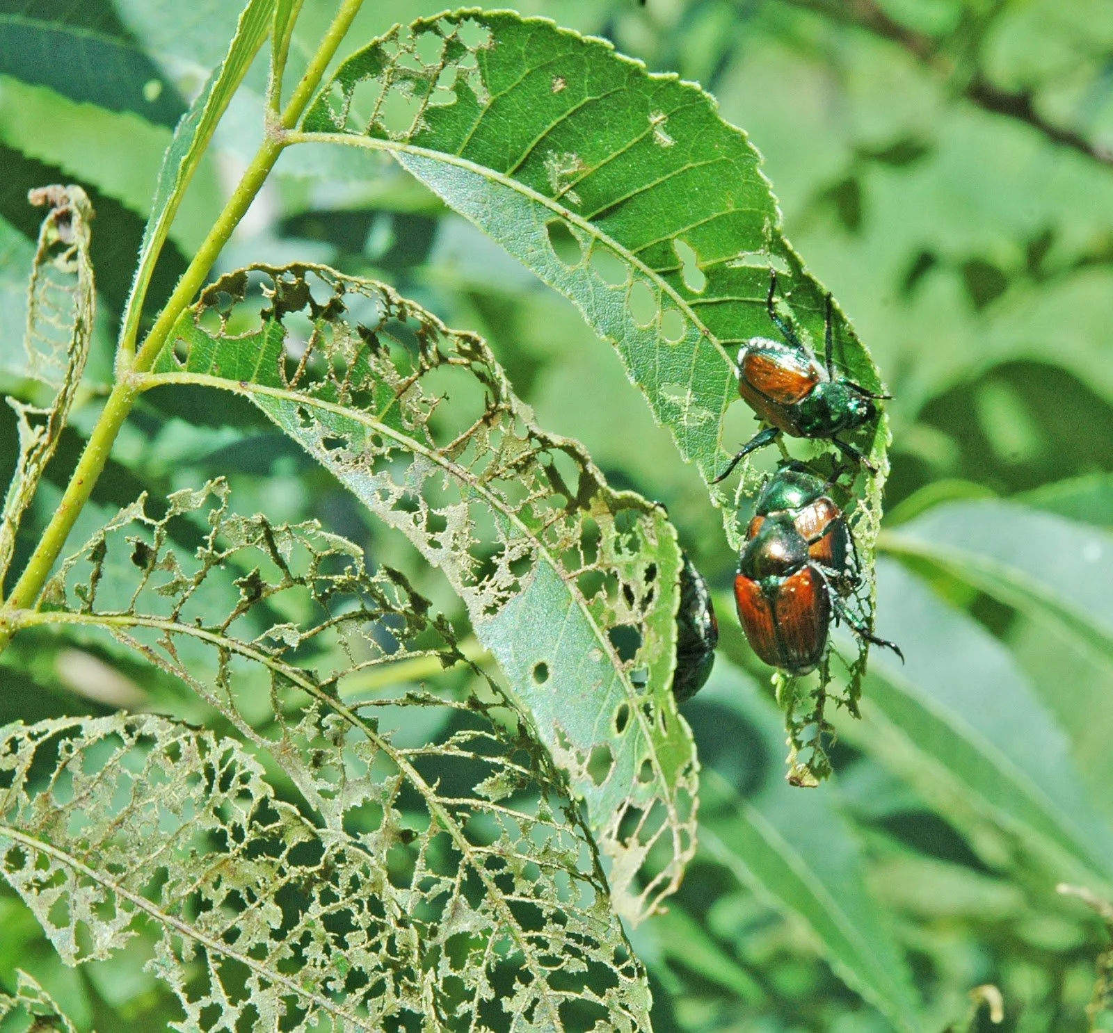 Close-up of damaged green leaves with several beetles on them, showing holes and chew marks.