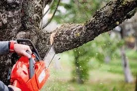 Person using a red chainsaw to cut a large tree branch outdoors