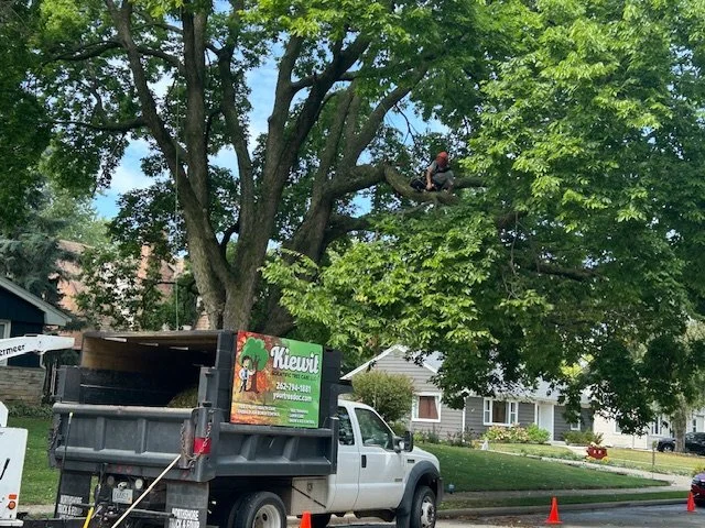 A worker is high in a tree, trimming or cutting branches near the top of the tree. A truck with a bucket lift is parked nearby.