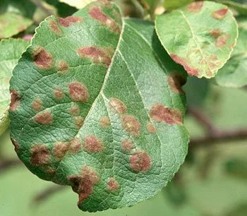A green leaf with brown spots on its surface.