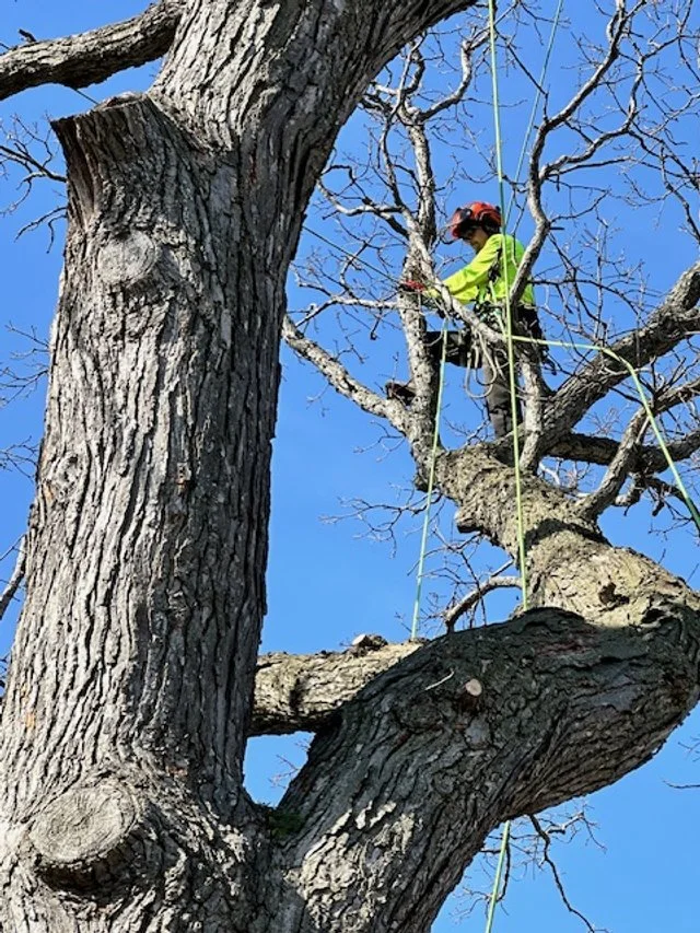 A person wearing protective gear and a red helmet is trimming a large tree with a chainsaw, high in the branches.