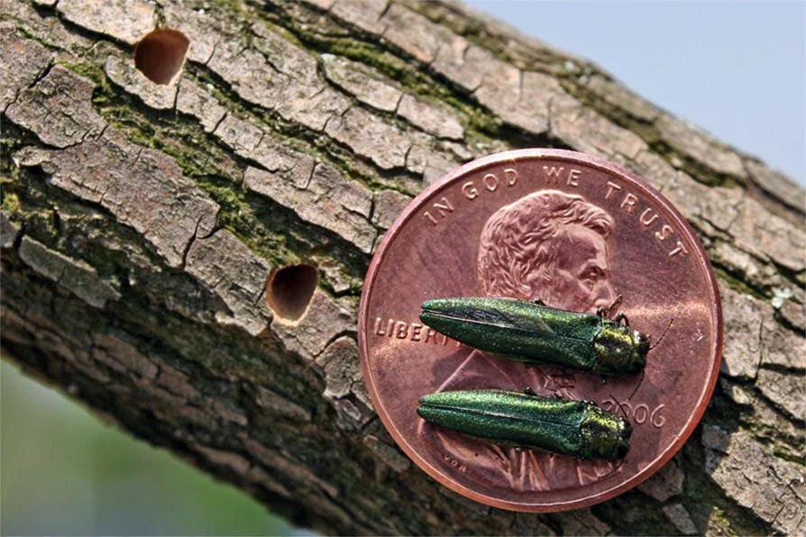 A close-up of a copper penny resting on a tree branch with two green beetles on top of it.