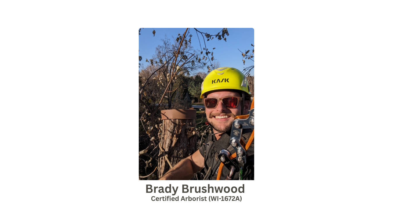 A man outdoors wearing a yellow helmet and sunglasses, smiling, with trimmed trees and blue sky in the background. Text overlay reads: 'Brady Brushwood, Certified Arborist (WI-1672A)'.