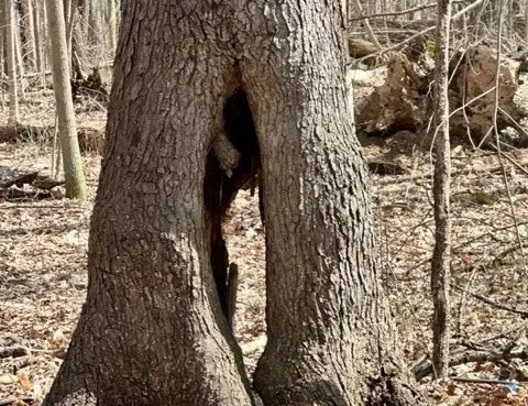 Tree Risk Assessment