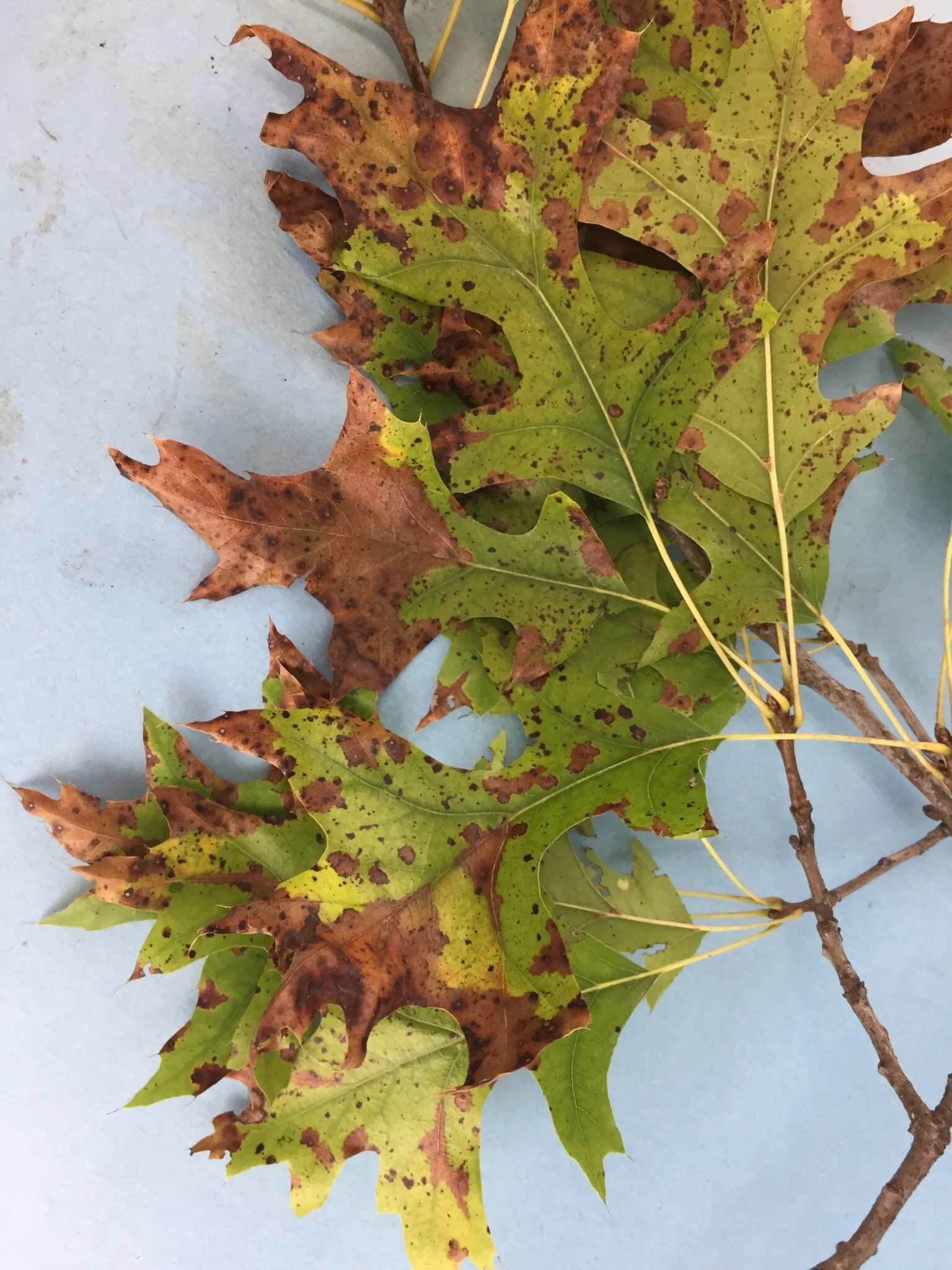 Collection of fall leaves, some green and some brown, on a light blue surface.