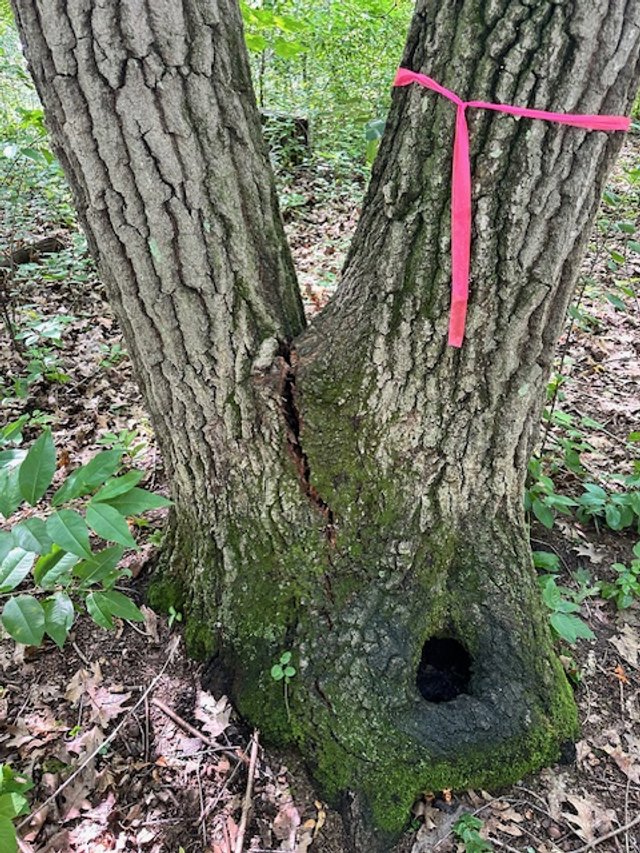 A tree trunk with a large hollow at its base, a crack running up the trunk, and a pink ribbon tied around the branch