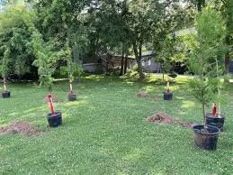 Garden with young trees planted in pots, marked with red stakes, on a grassy lawn with trees and a house in the background.