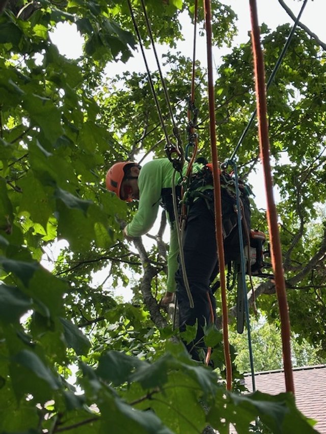 A person wearing a helmet and harness climbing a tree using ropes and safety gear.
