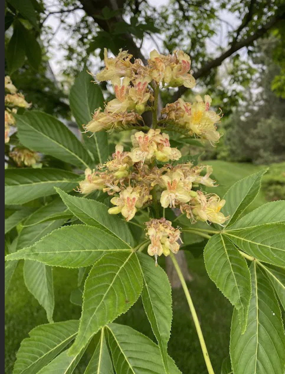 Close-up of a green plant with large leaves and clusters of yellowish flowers with red markings.