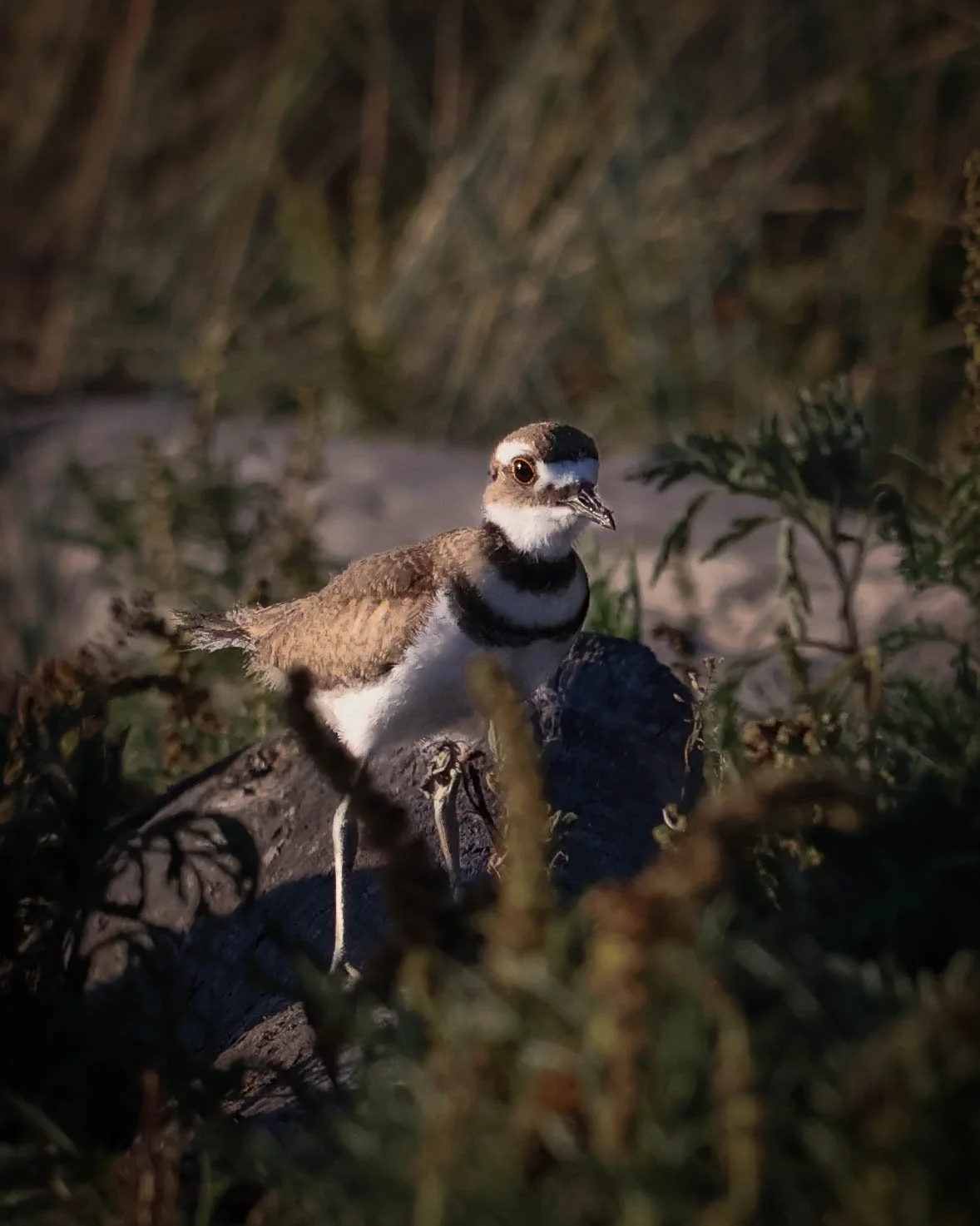 A Killdeer standing on a log in a natural outdoor setting.