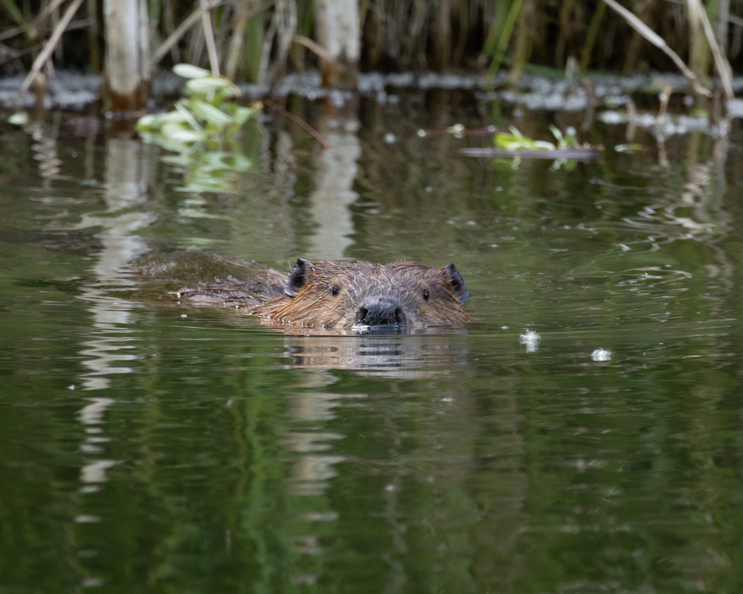Beaver swimming in water with tall grass and water plants in the background.