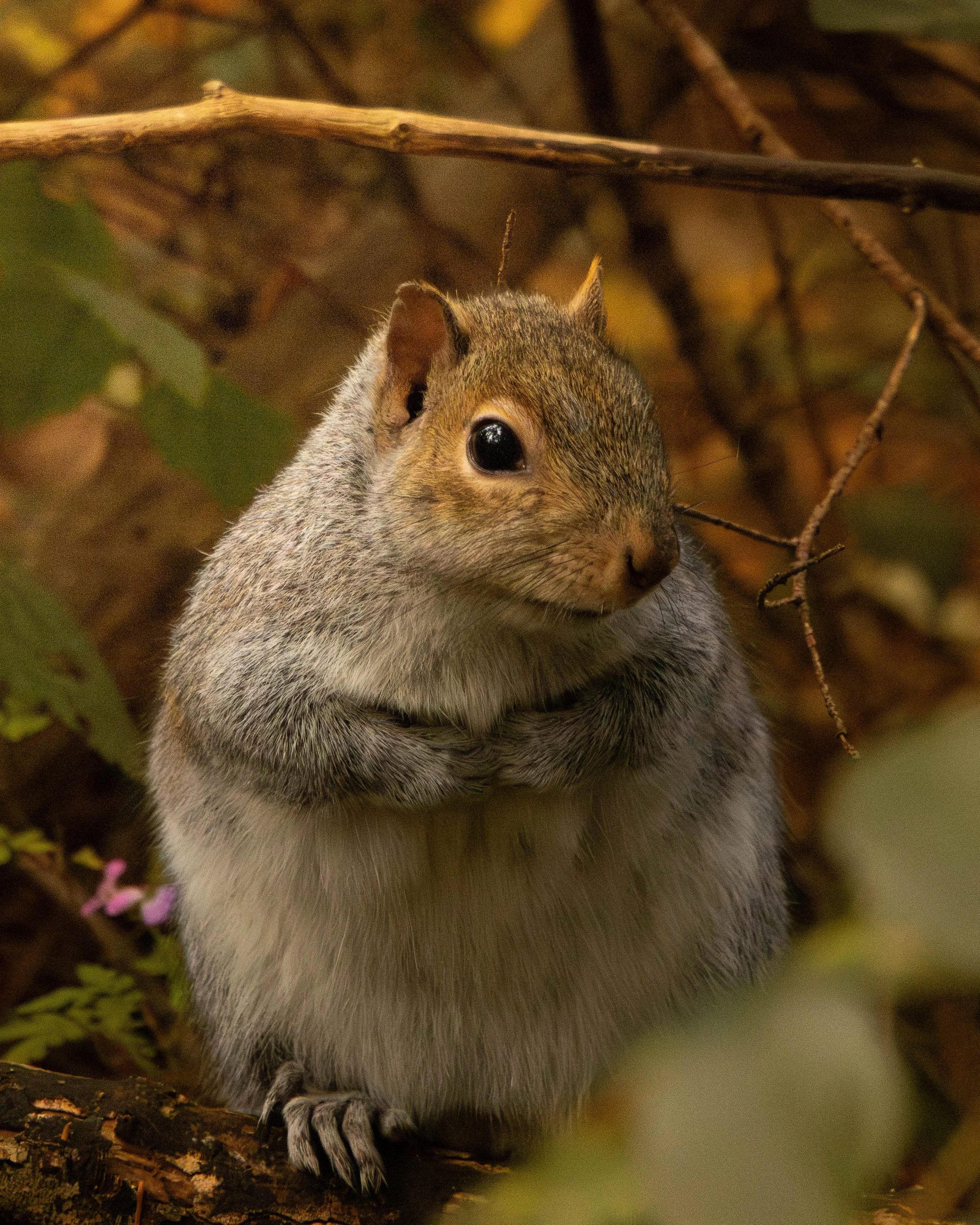 A close-up of a squirrel with its paws held close to its chest, sitting on a tree branch in a forest with leaves and twigs around.
