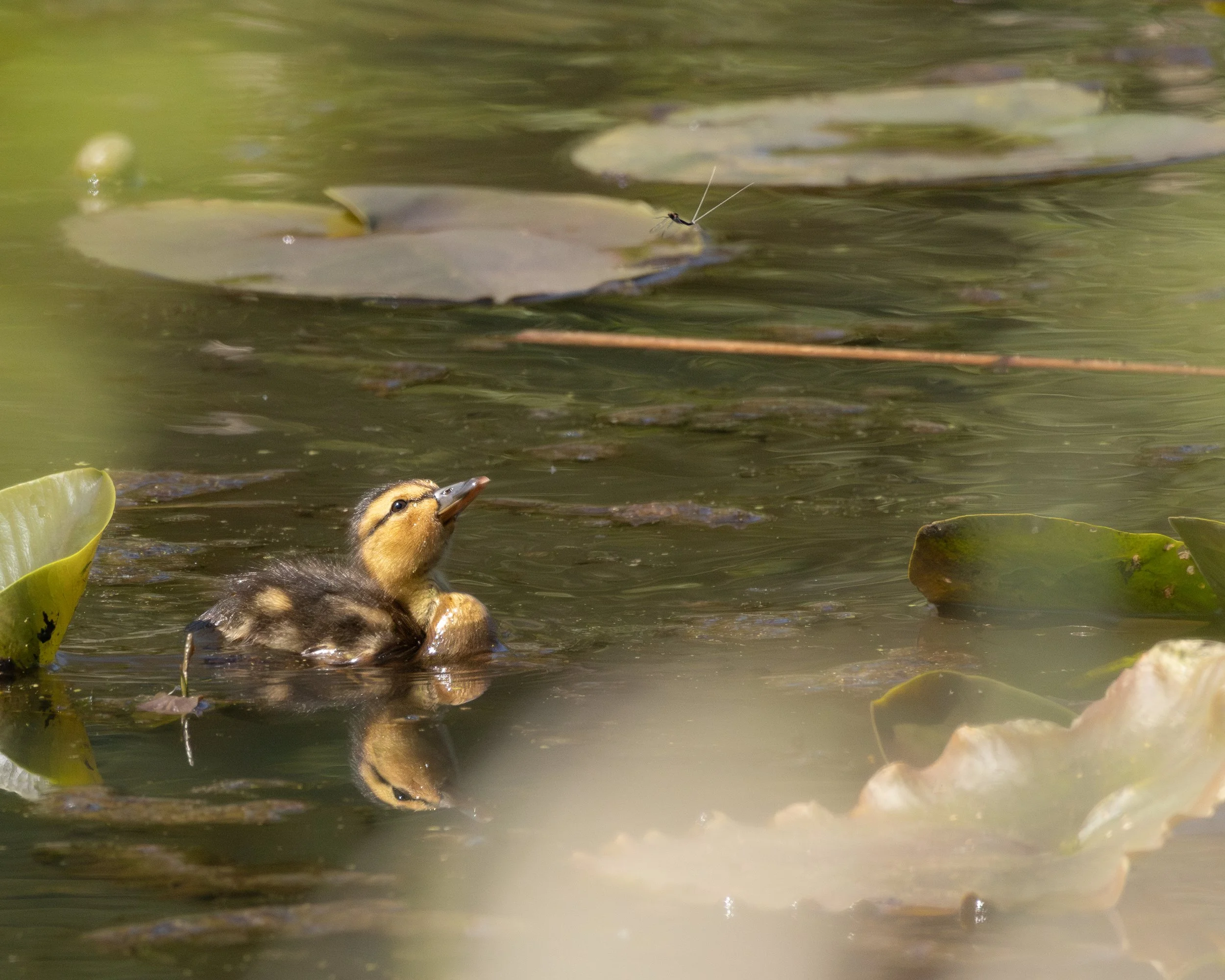 A duckling swimming in a pond with lily pads, and a small insect flying above the water.