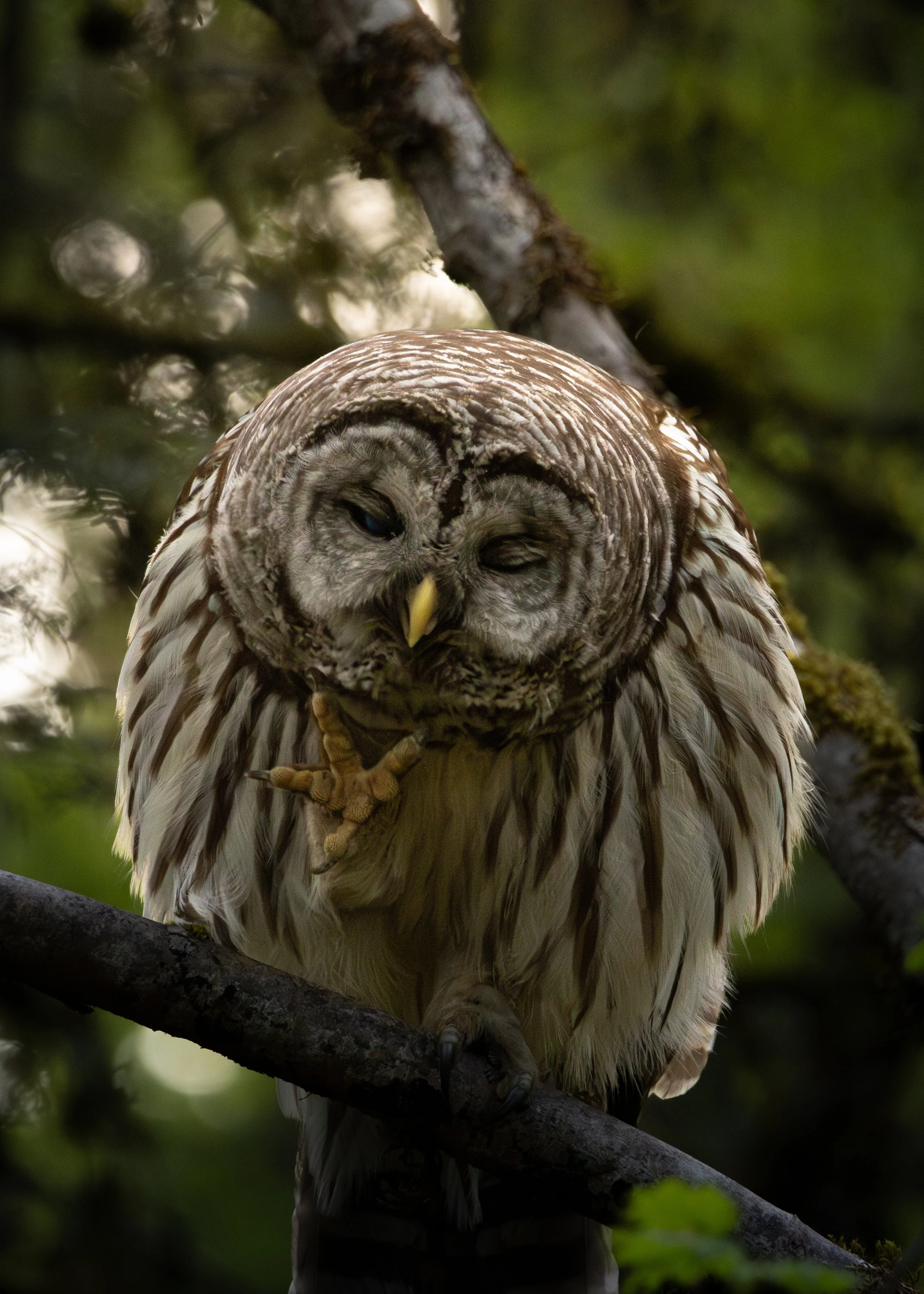 A barred owl perched on a tree branch, with its eyes partly closed and surrounded by blurred green foliage.