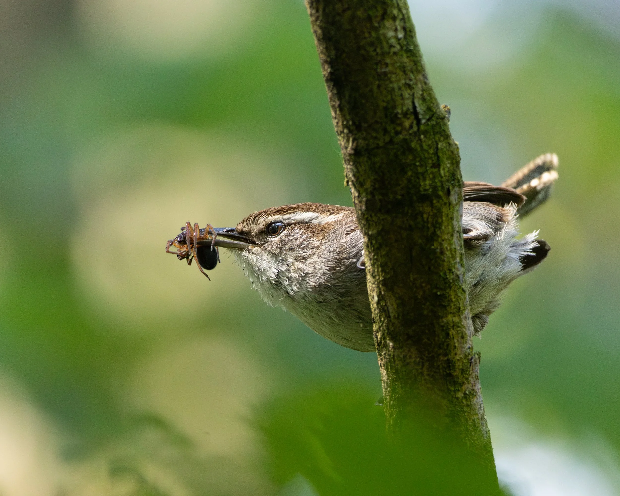 A bewicks wren perched on a branch, holding a spider with its beak.