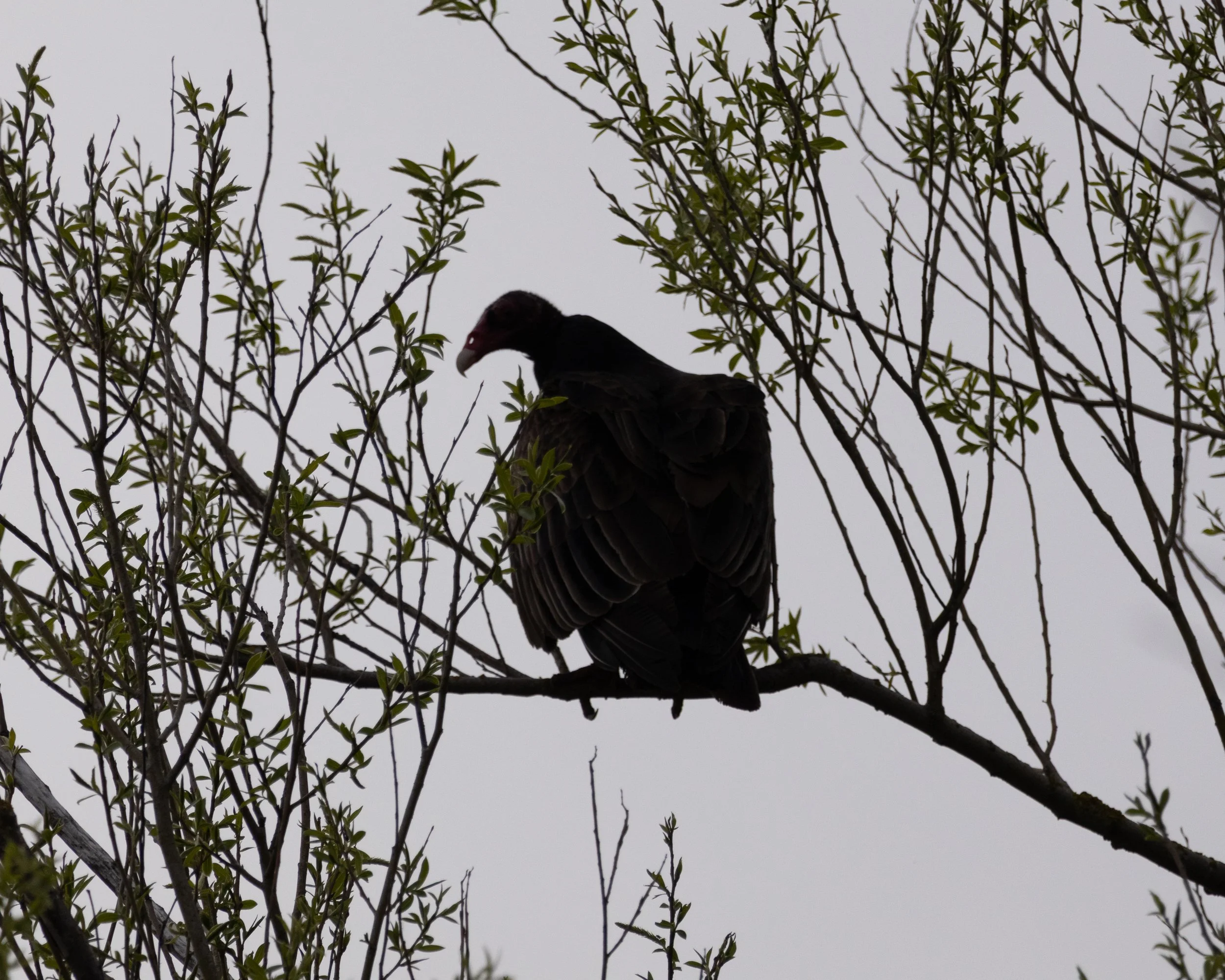 A turkey vulture perched in a leafless tree with small green leaves on the branches, set against a gray sky.