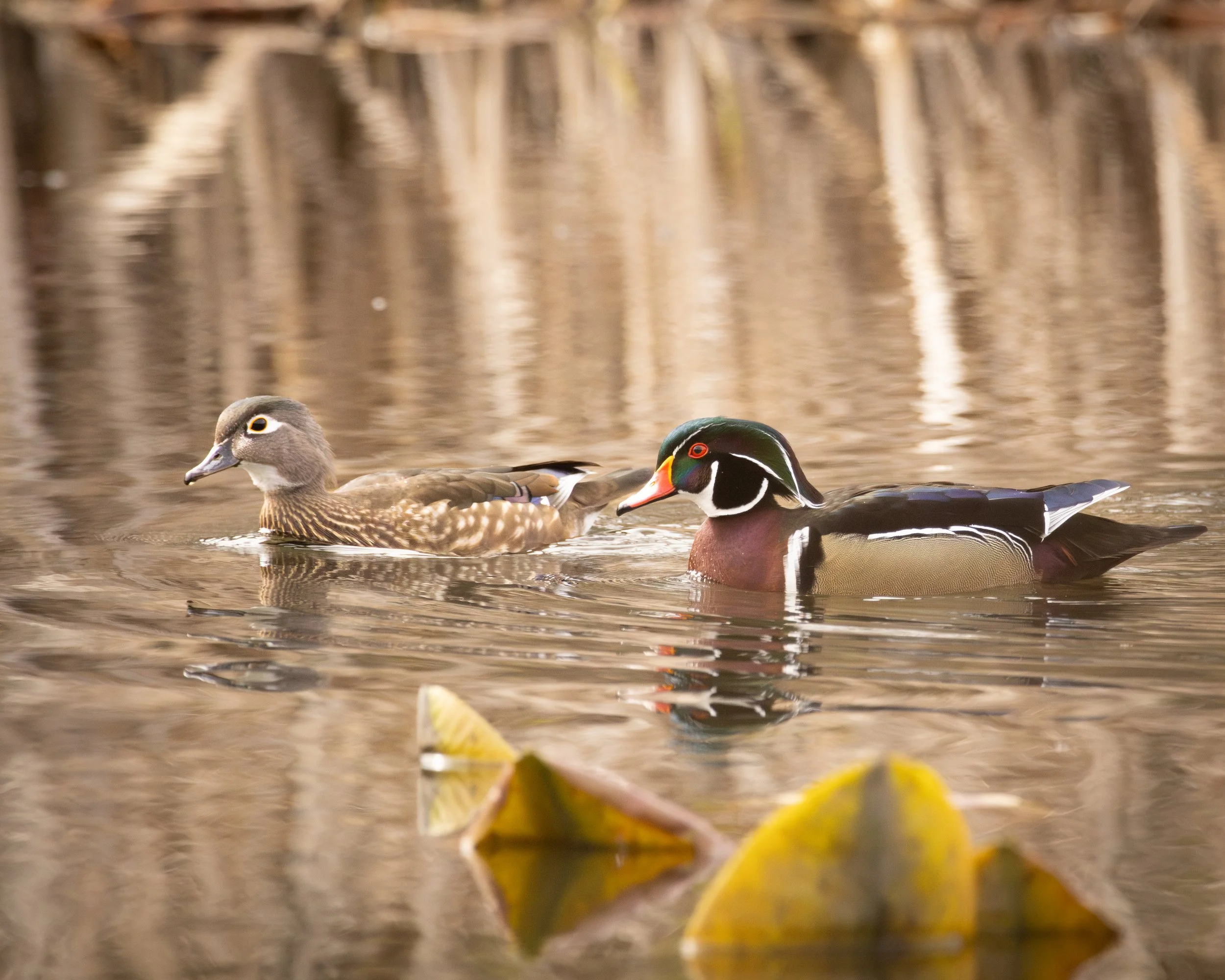 A breeding pair of wood ducks swimming in a pond surrounded by reeds with their reflection visible in the water.