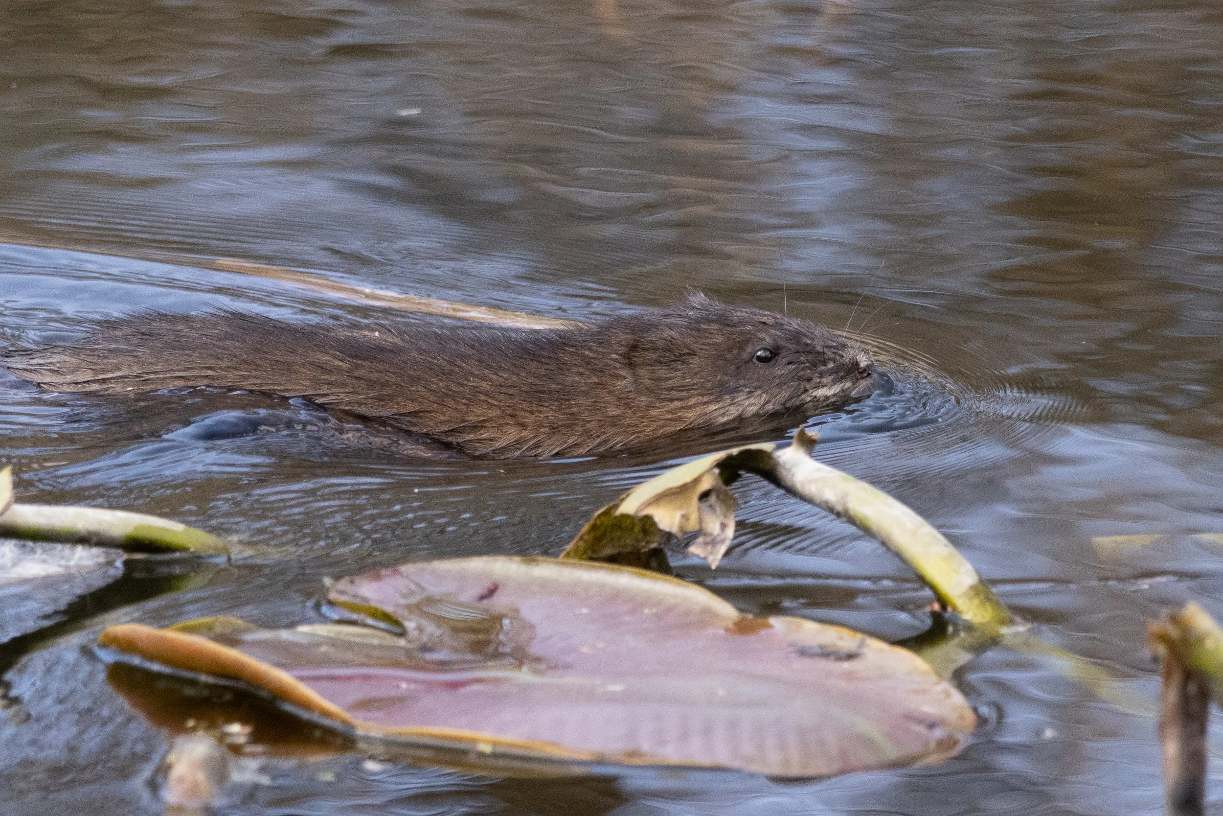 A muskrat swimming in a pond surrounded by lily pads.