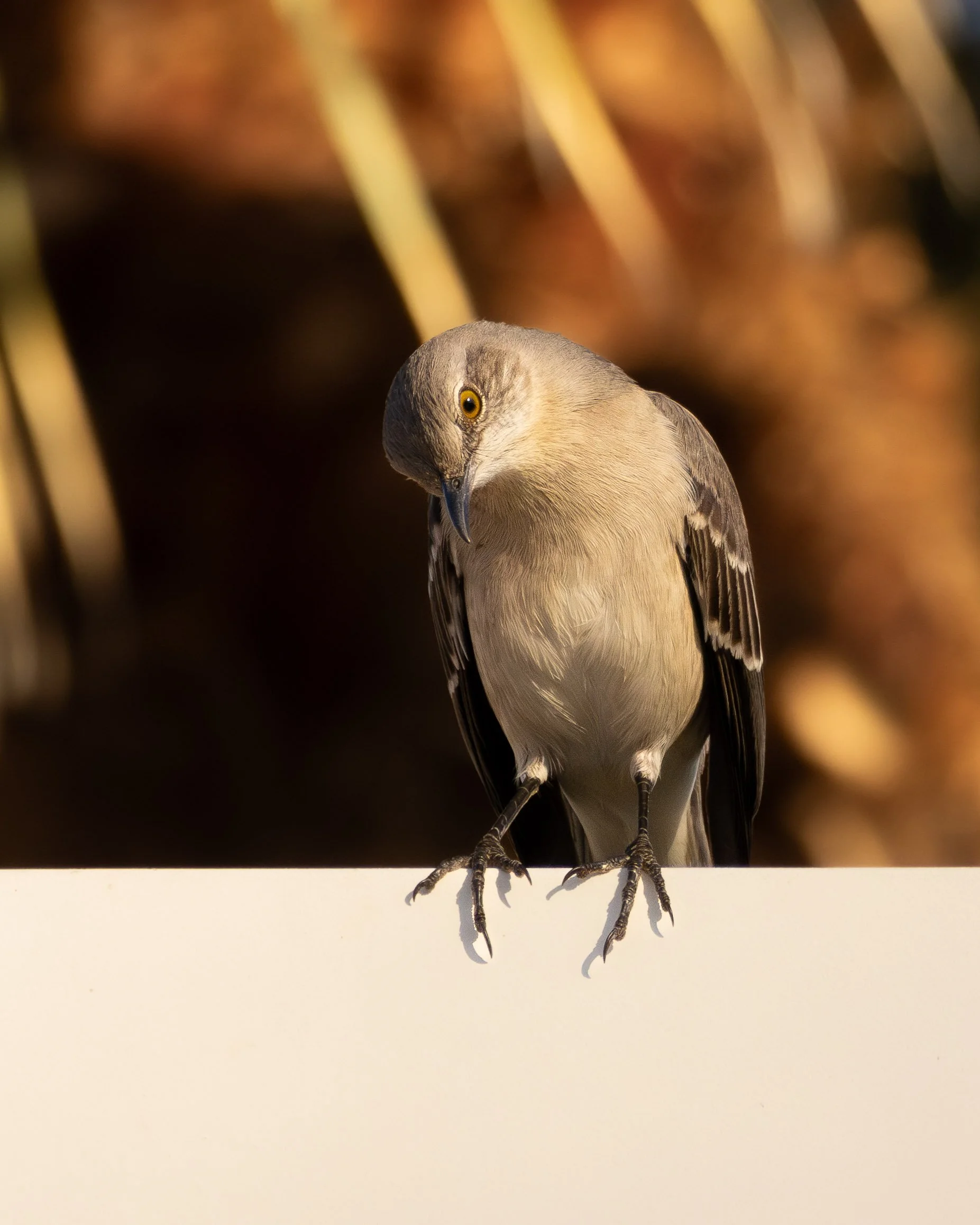 A Northern Mockingbird perched on a white surface, with a background of blurred brown and yellow tones.