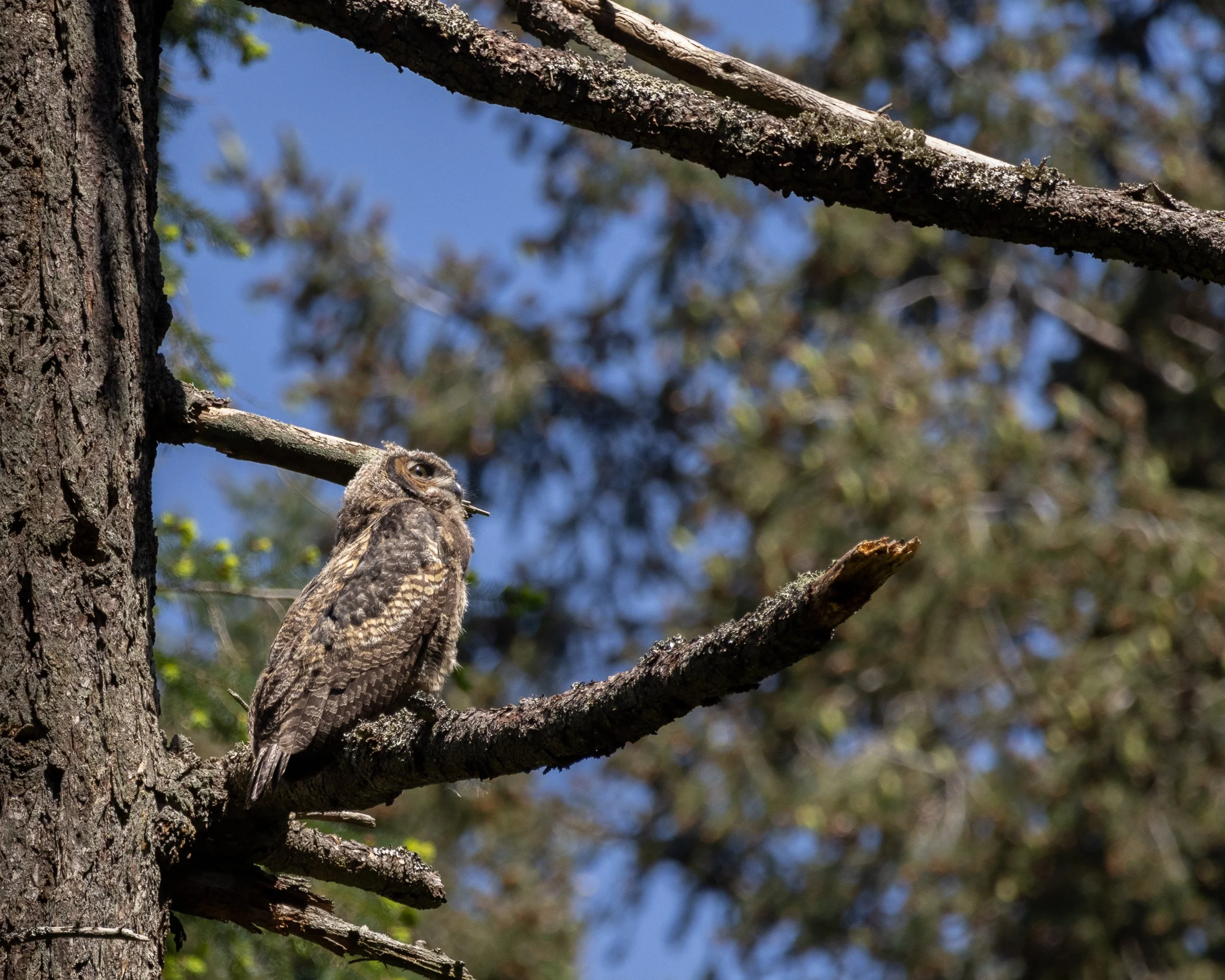 Close-up of a great horned owlet perched on a branch of a tree, with the tree trunk and branches visible, and blurred leaves and sky in the background.