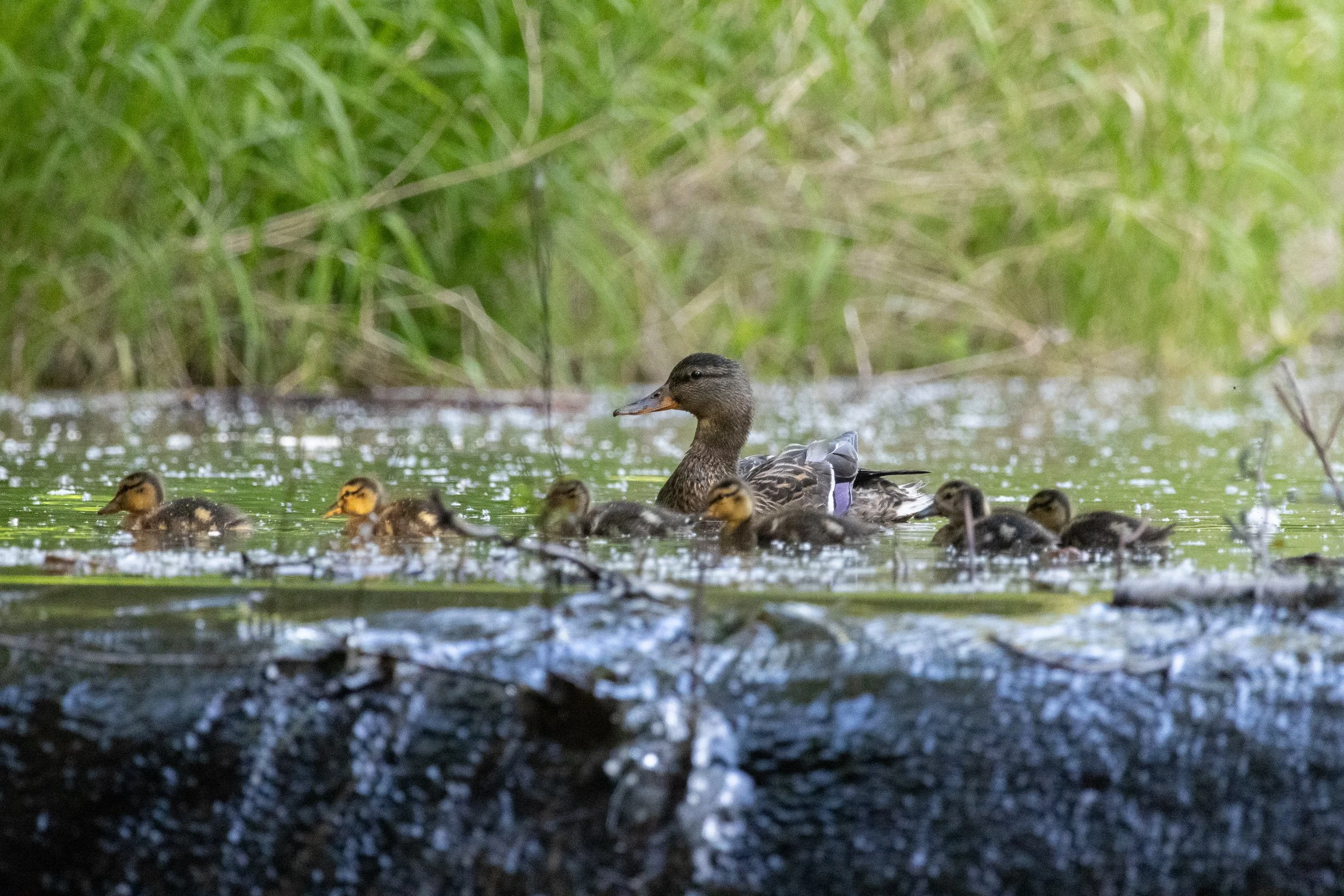 A mother mallard swimming in a pond with several ducklings, surrounded by green grass and foliage.