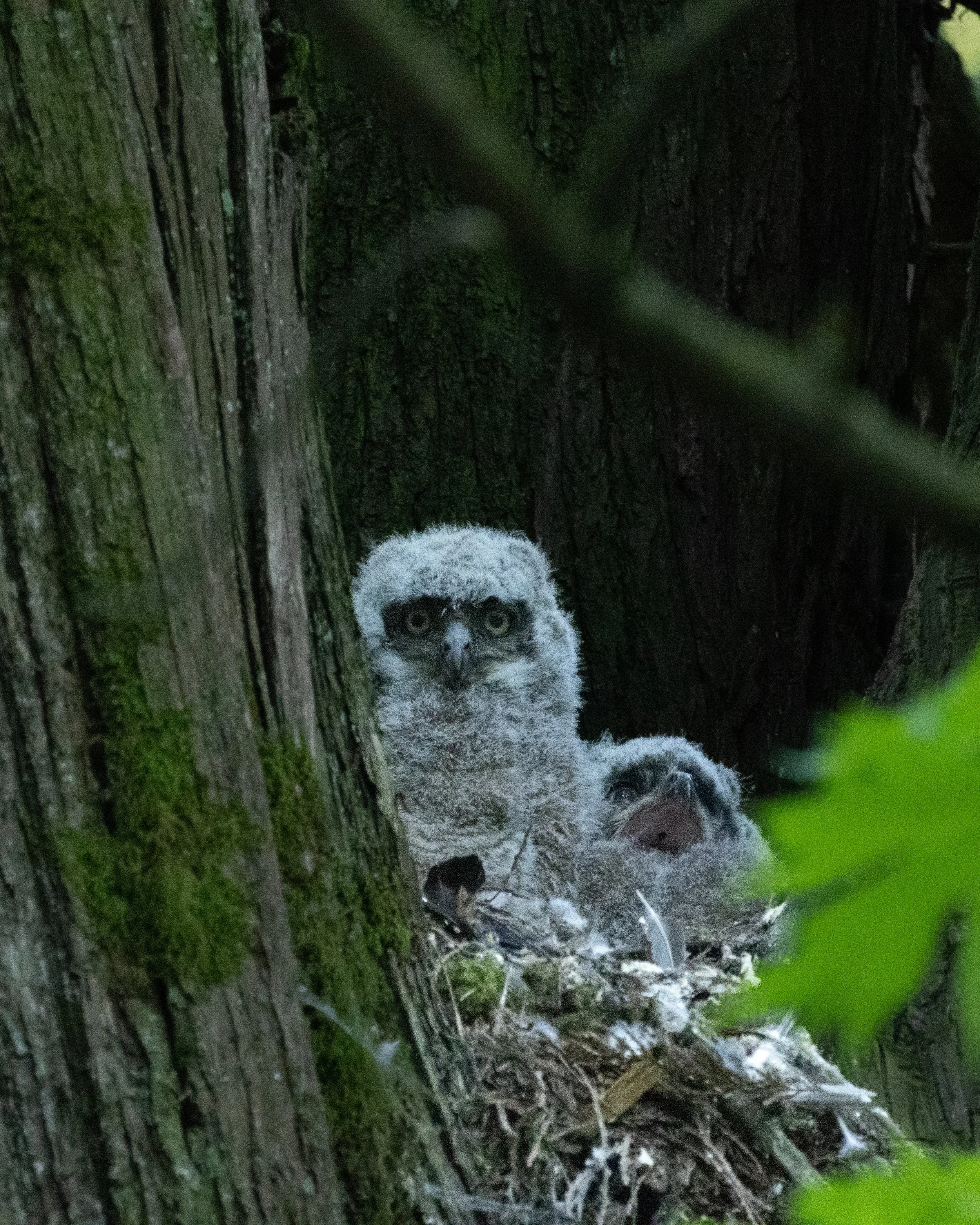 Two great horned owlets nested in a tree.