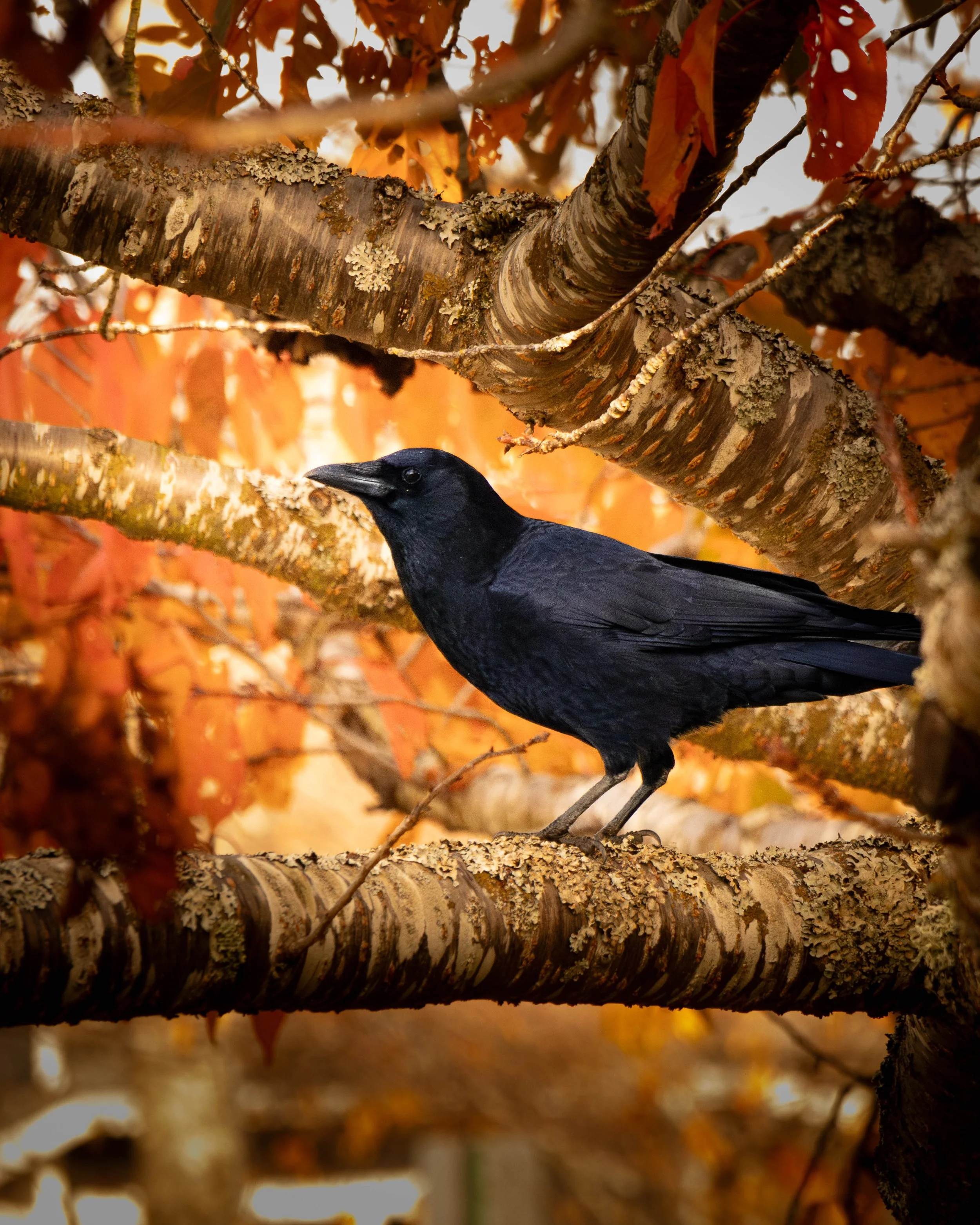 A black crow perched on a tree branch with fall-colored leaves in the background.