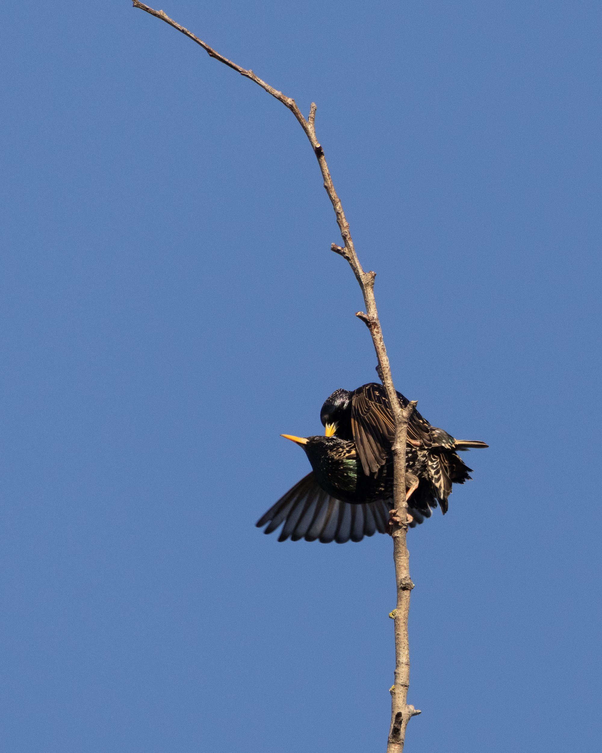 Two mating starlings perched on a thin, leafless branch against a clear blue sky, with the bird's wings partially spread.