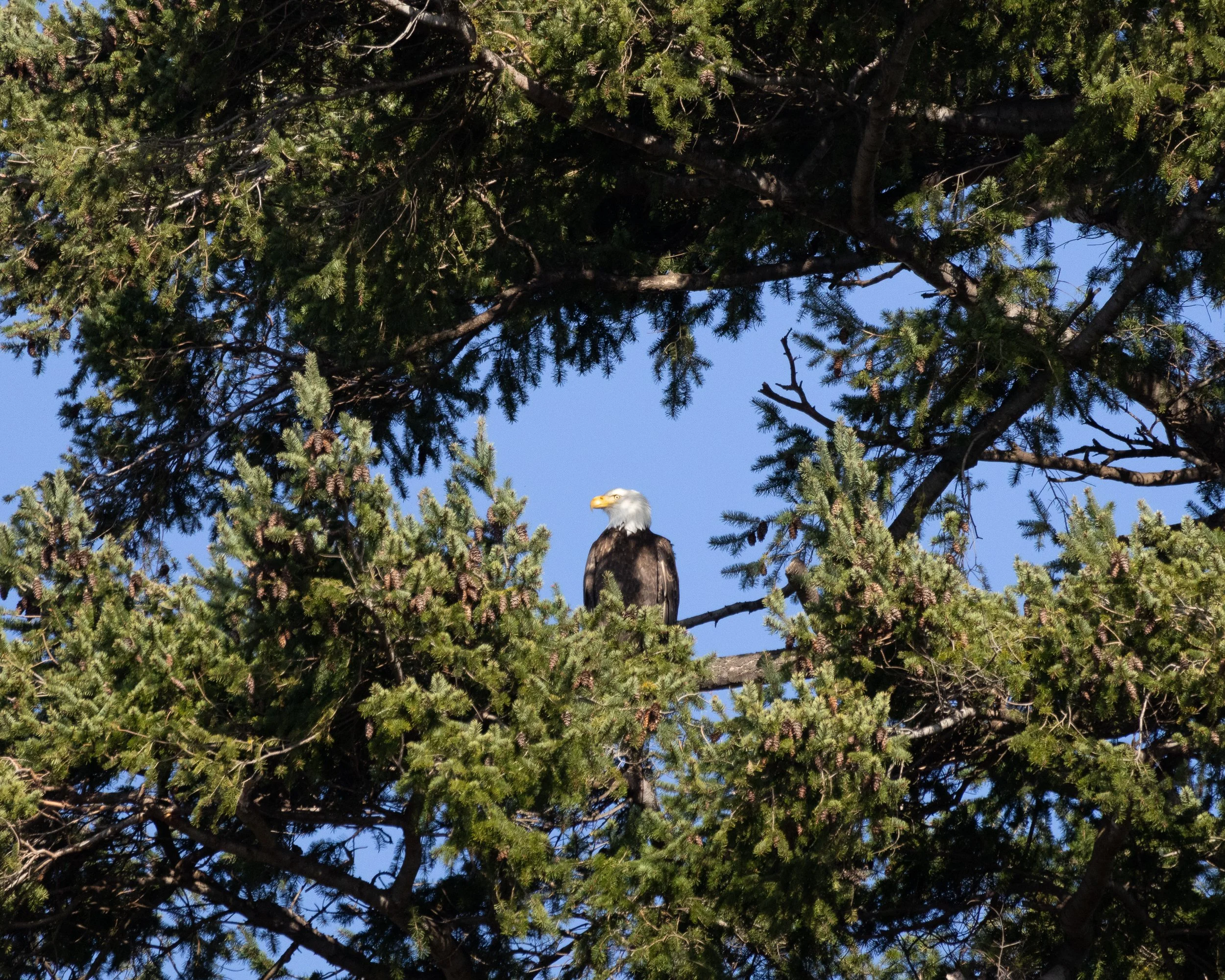 A bald eagle perched on a branch beneath the trees in a forest with green pine leaves and blue sky in the background.