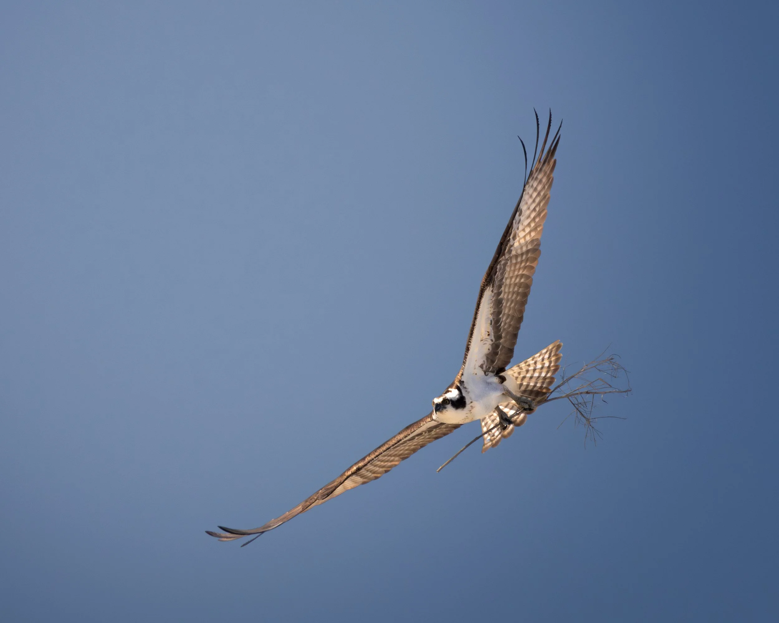 An osprey in flight against a clear blue sky, with wings spread and tail fanned out.