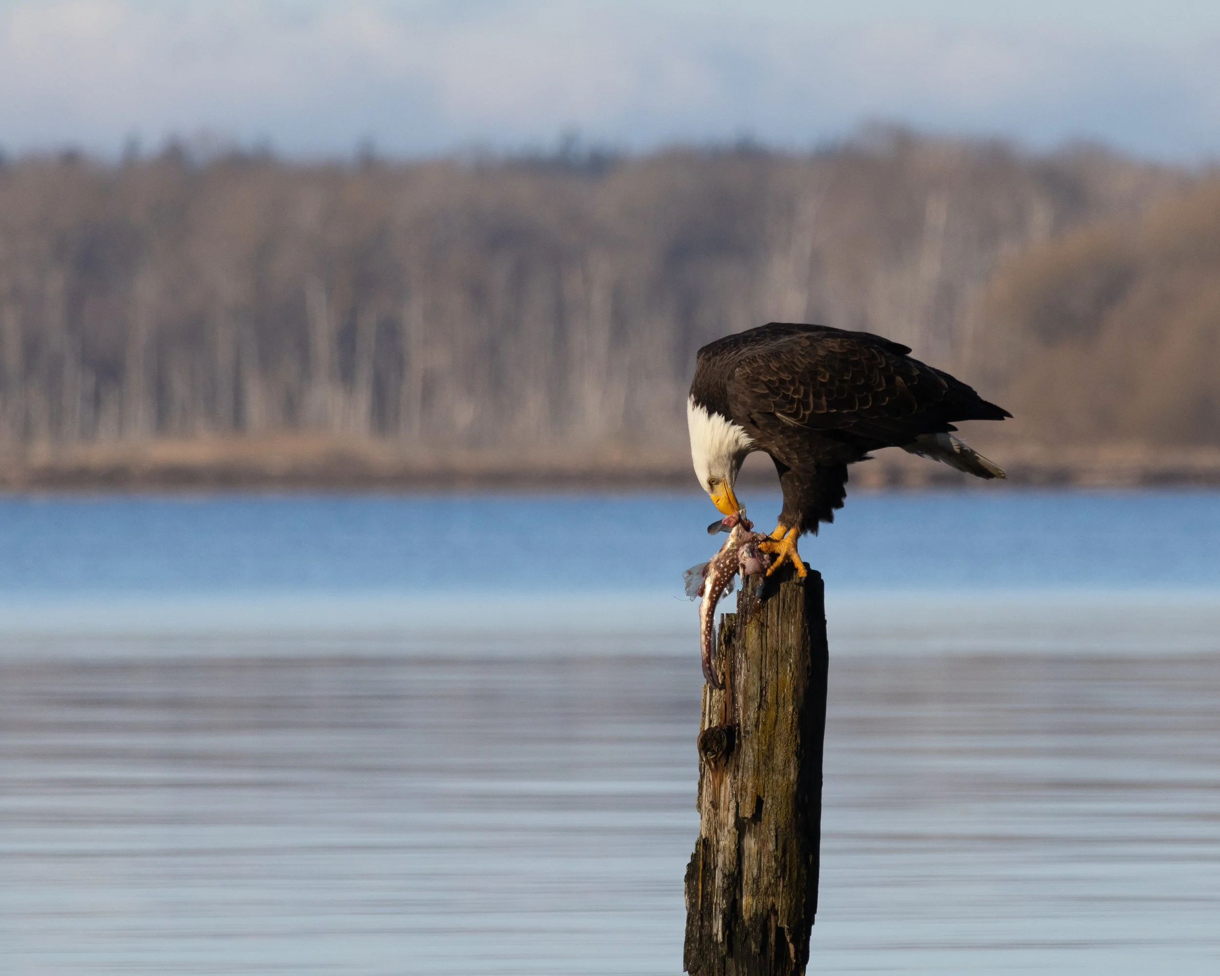 Bald eagle perched on a wooden post near water, holding prey in its talons, with blurred landscape in the background.