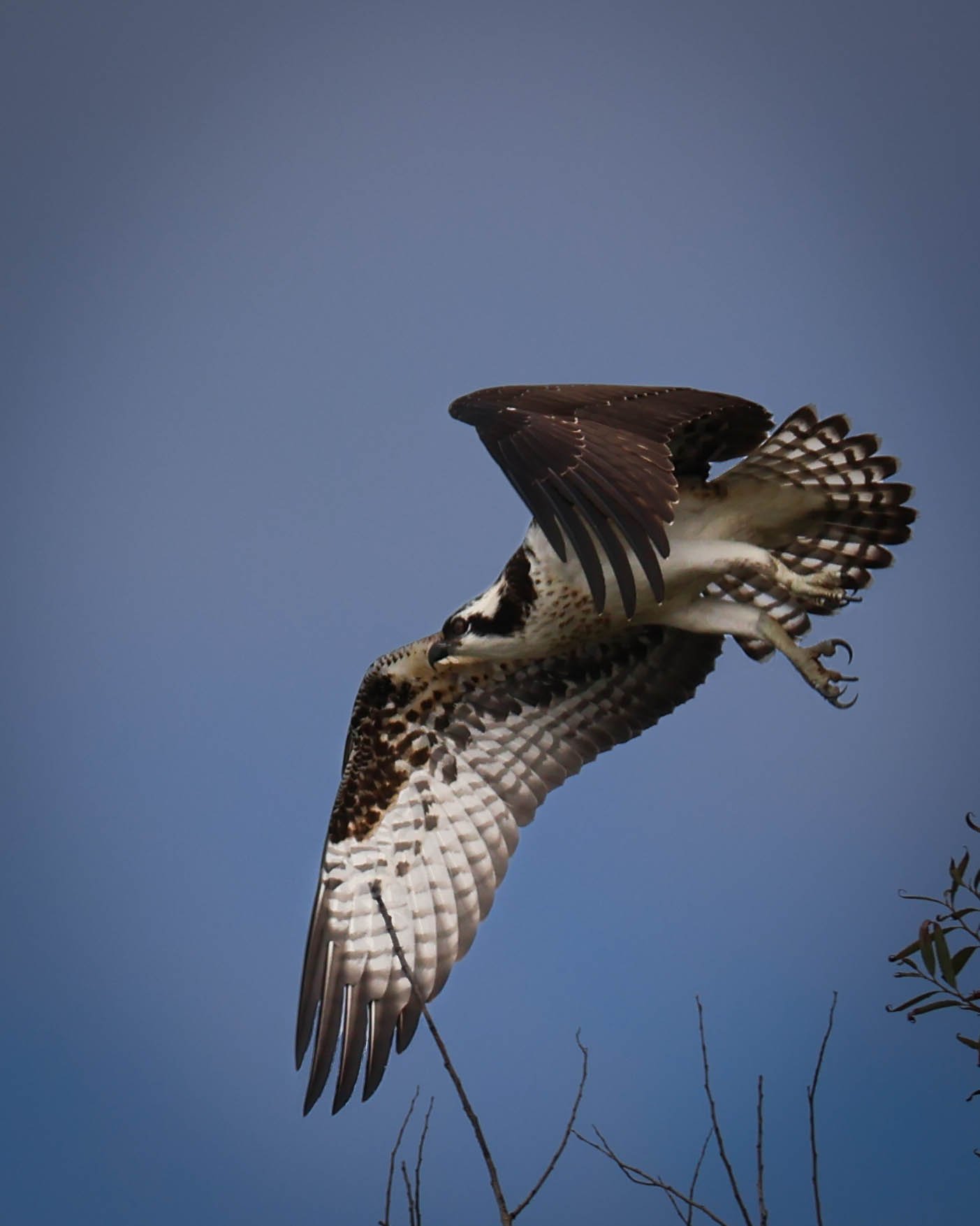 An Osprey in flight against a blue sky, with some branches visible at the bottom.