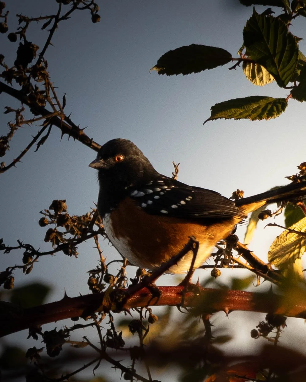 A Spotted Towhee perched on a thorny branch amidst leaves, with a clear sky in the background.