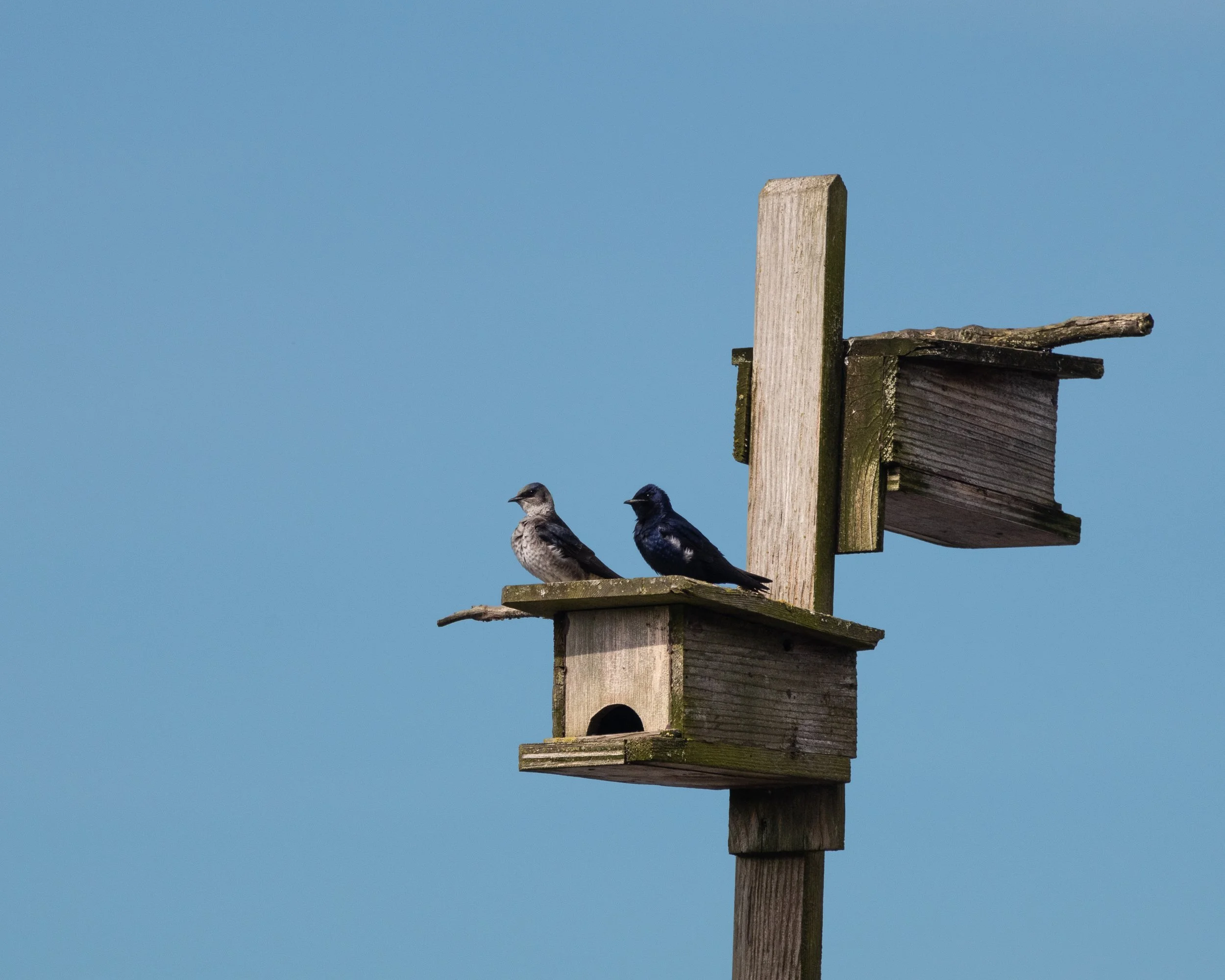 A breeding pair of purple martins perched on top of their nesting boxes.
