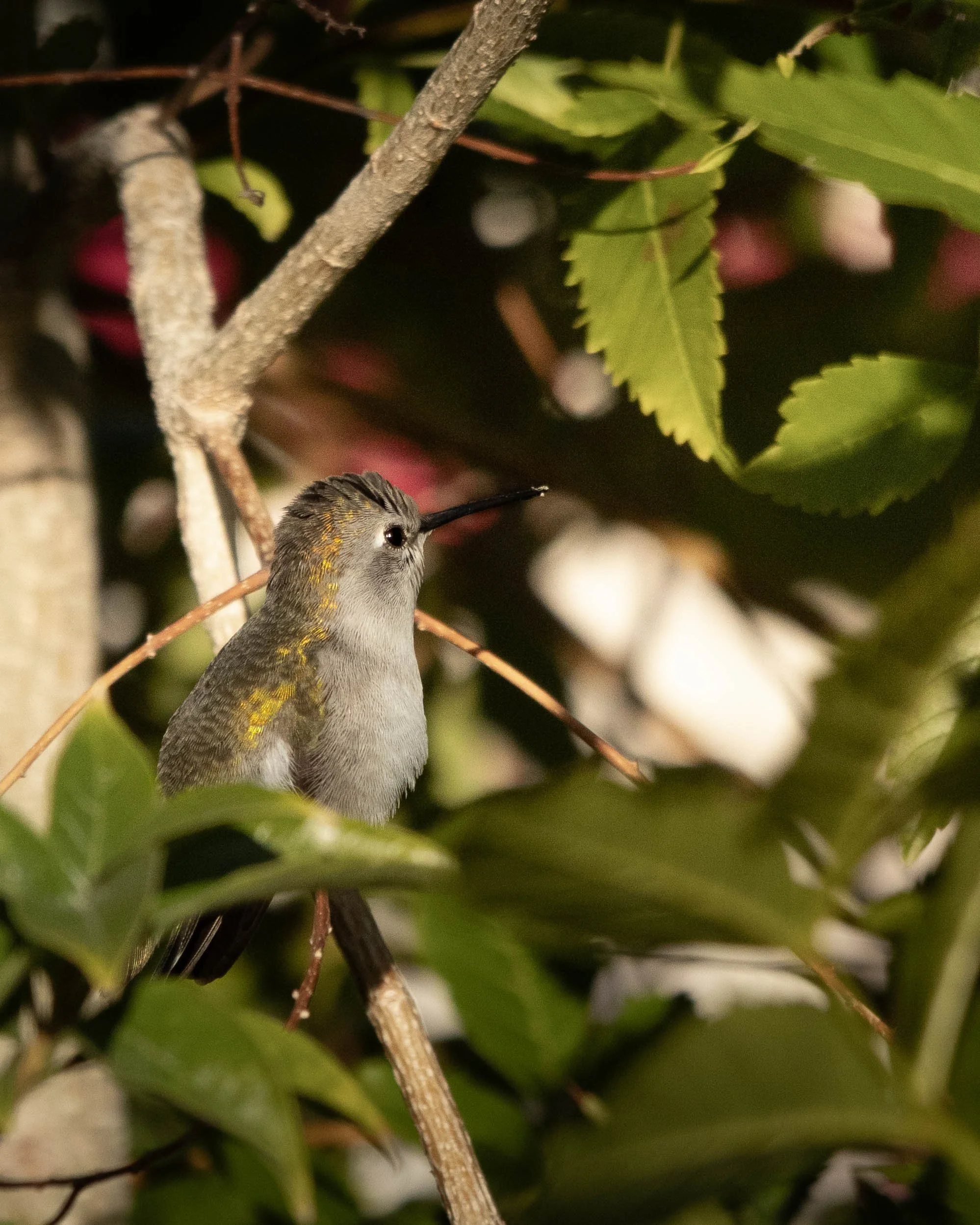 A female Costa's Hummingbird perched on a branch surrounded by green leaves and branches in a natural environment.