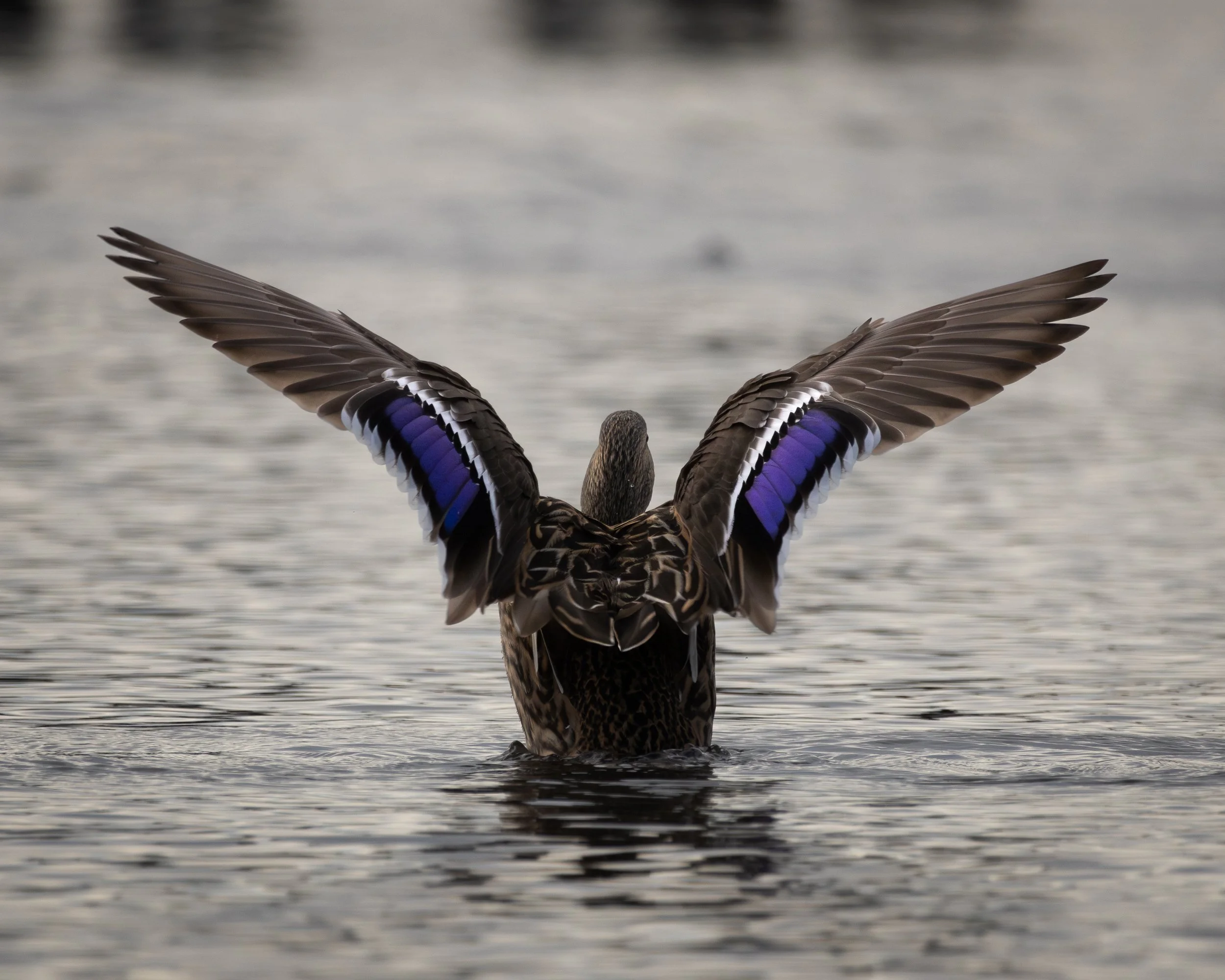 A rear view of a female mallard spreading its wings while floating on water, with blurred water in the background.