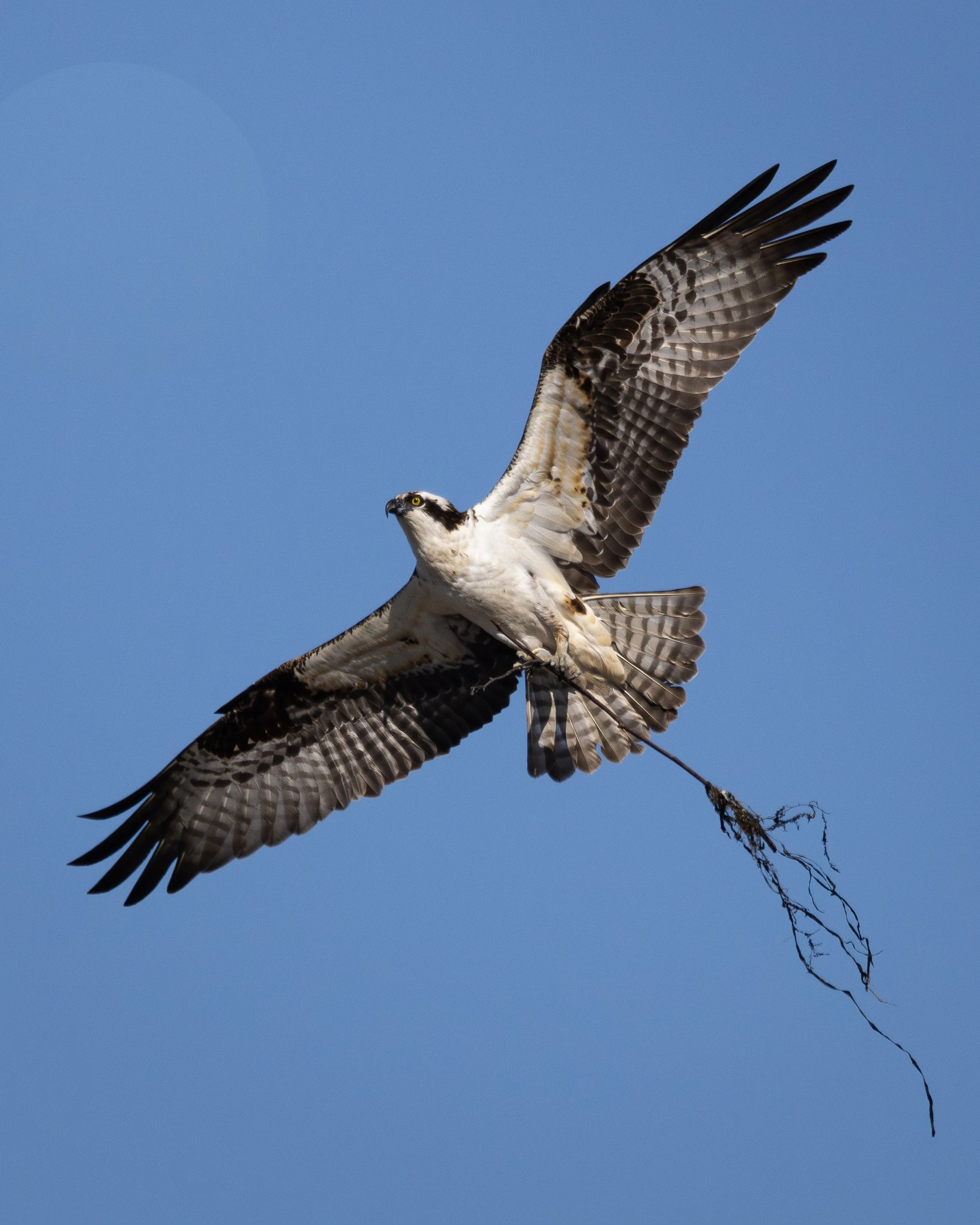 An osprey flying in a clear blue sky, carrying a branch in its talons.