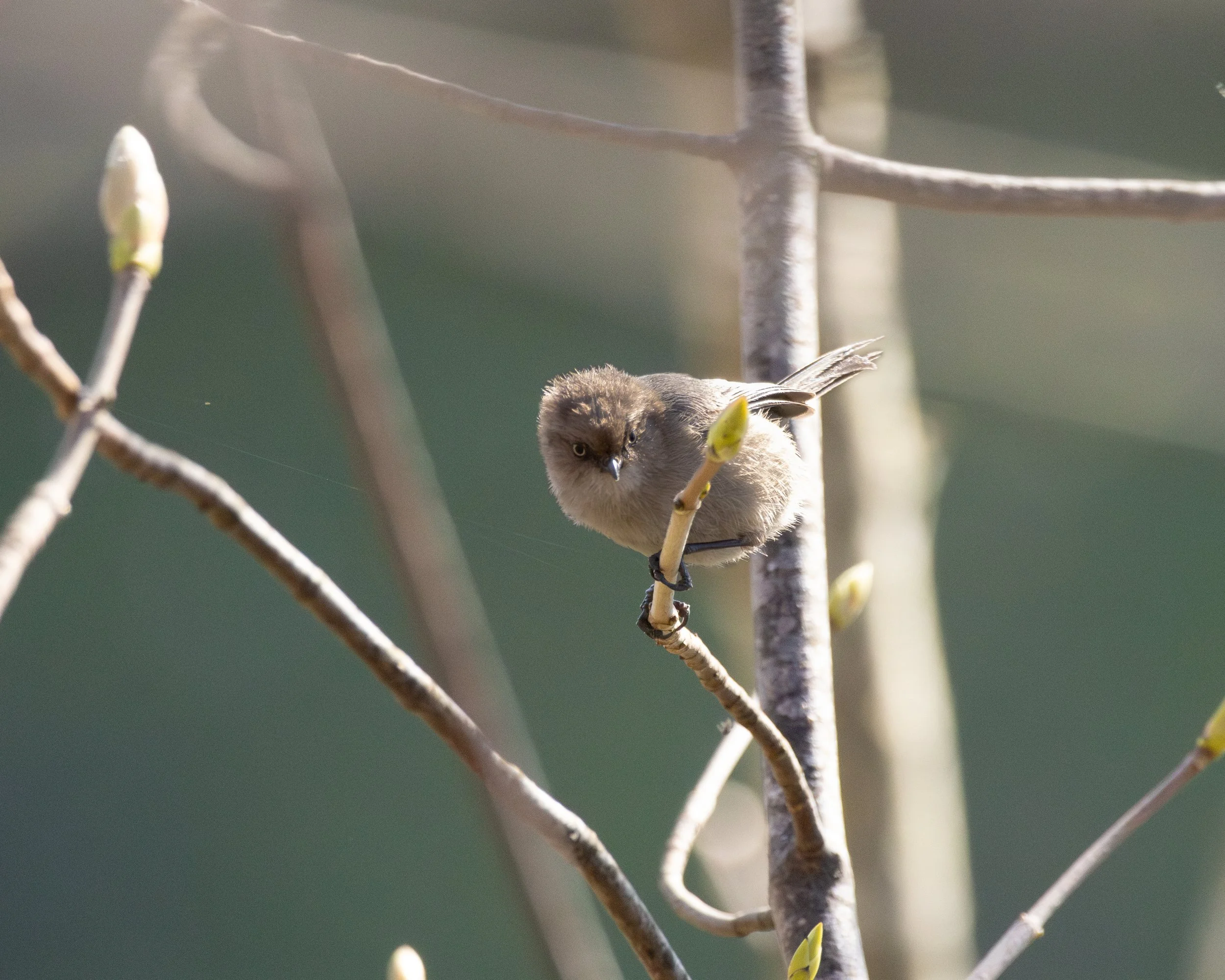 A bushtit perched on a thin branch with budding leaves, with an out-of-focus background of green and gray colors.