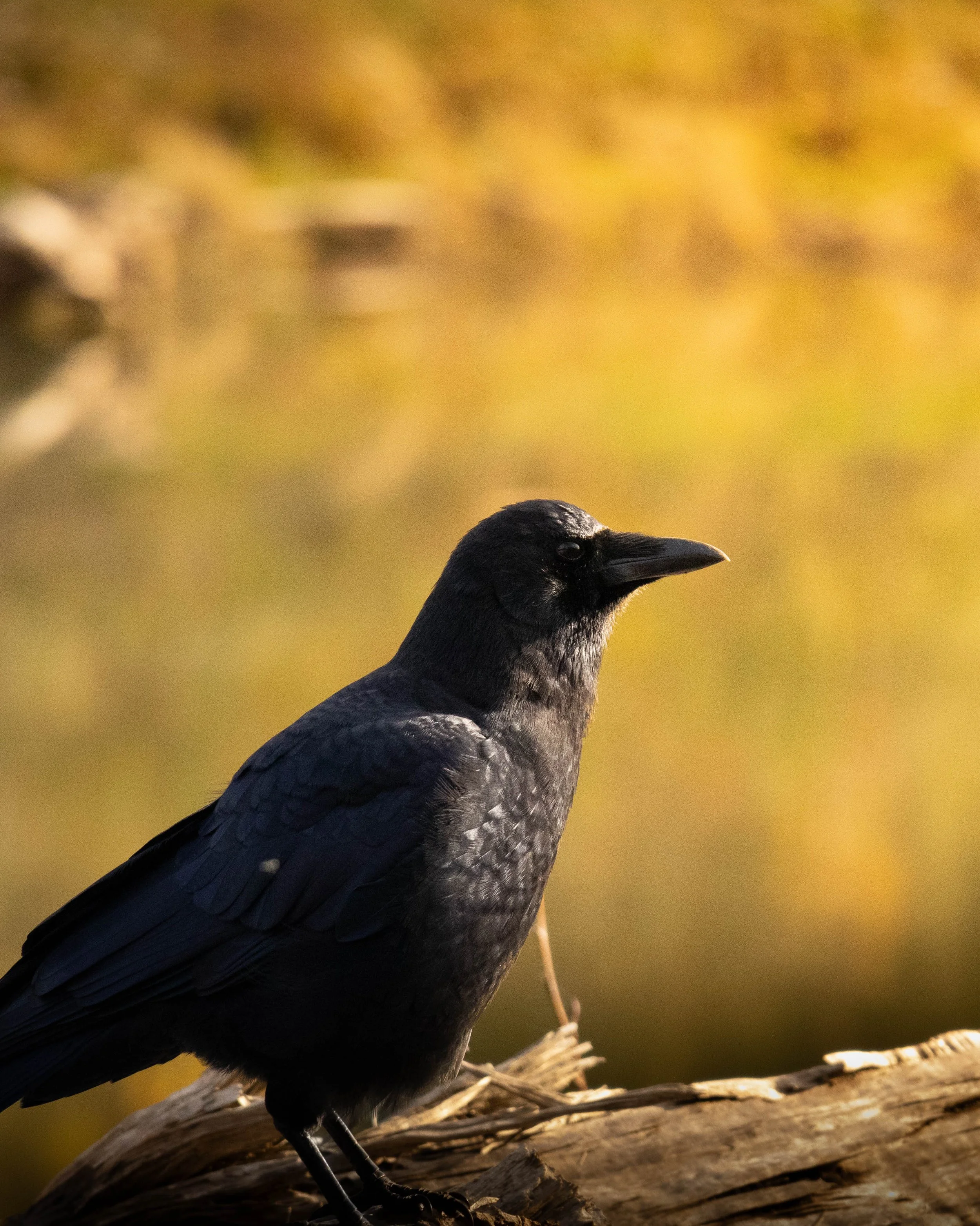 A black crow standing on a log with a blurred natural background.