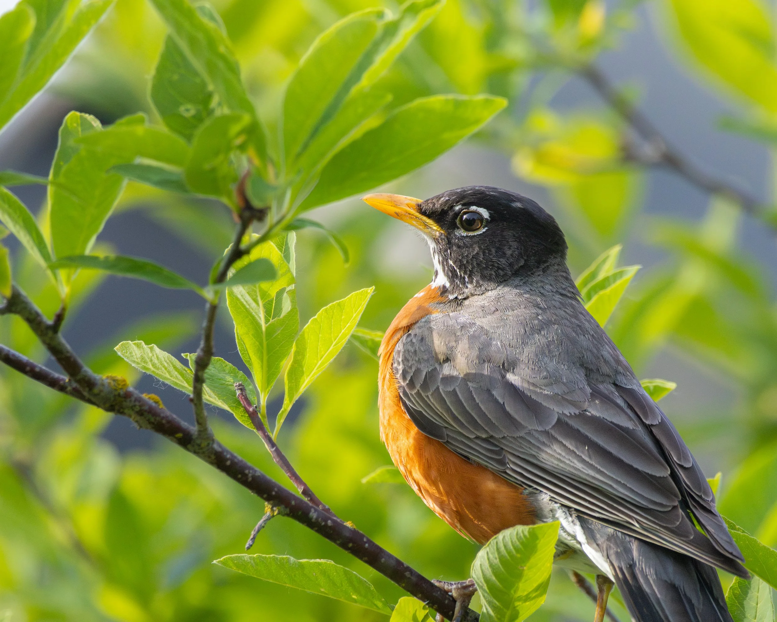Close-up of a robin perched among green leaves in a tree.