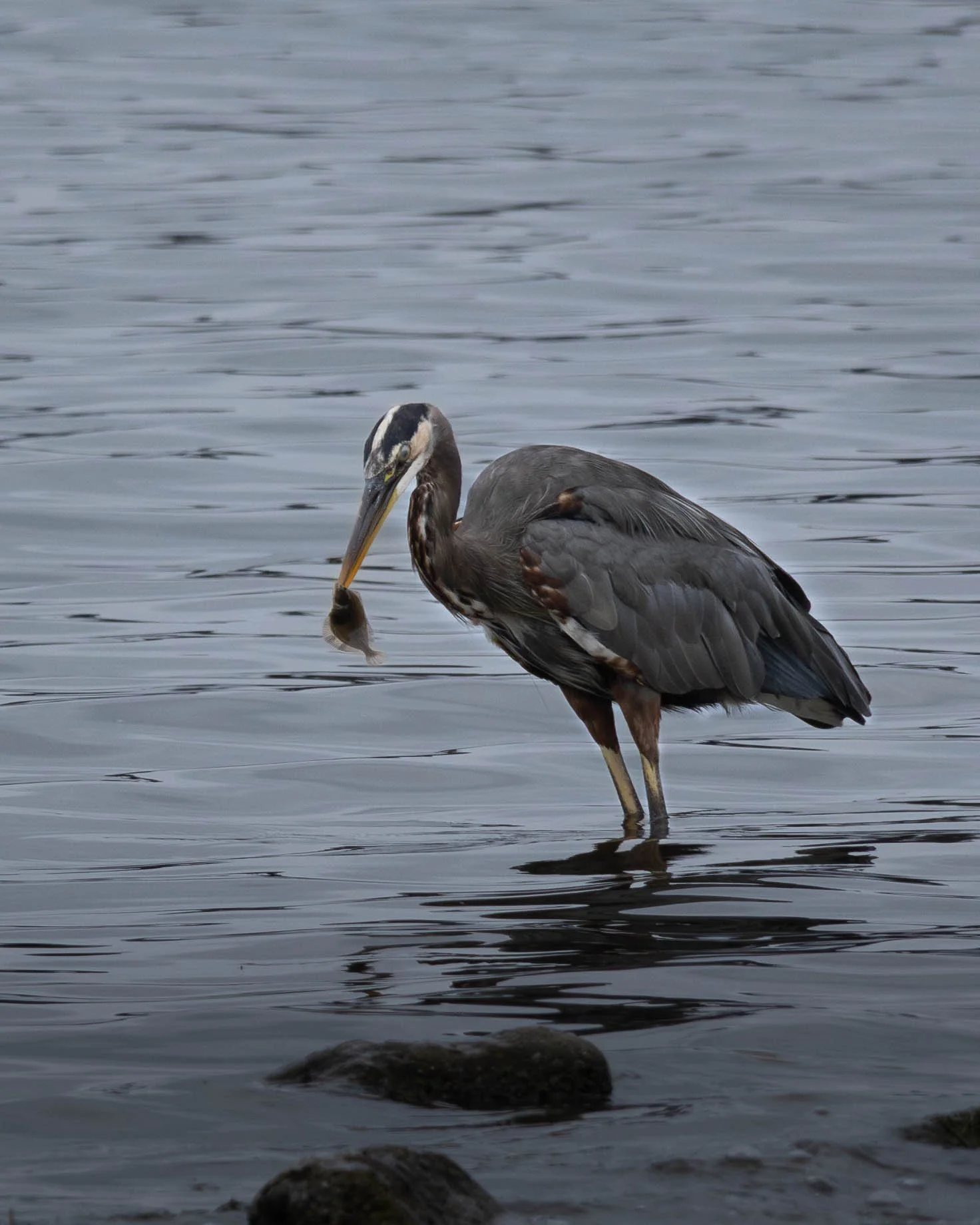 A Great Blue Heron standing in water with a fish in its beak.