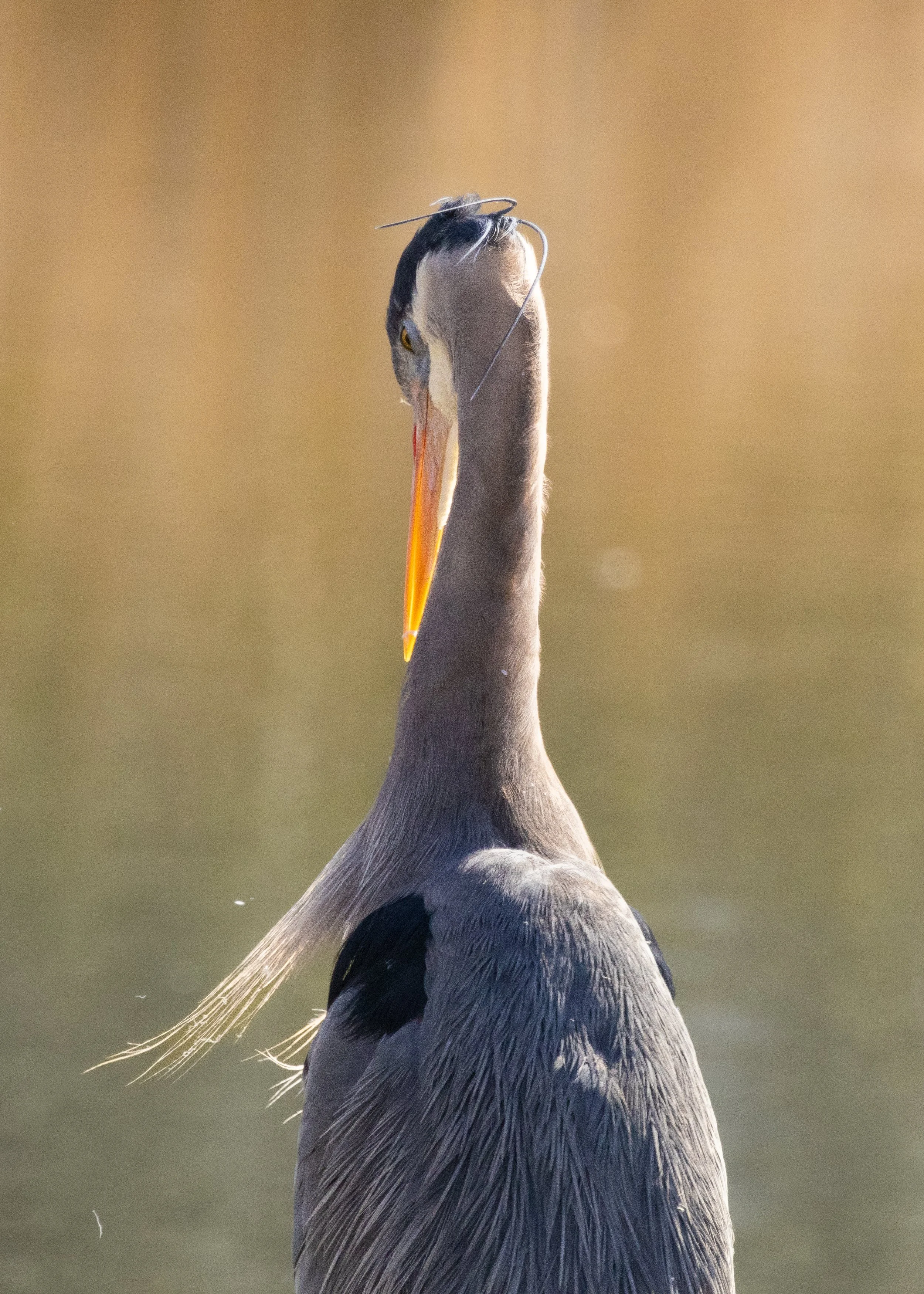 Great blue heron preening