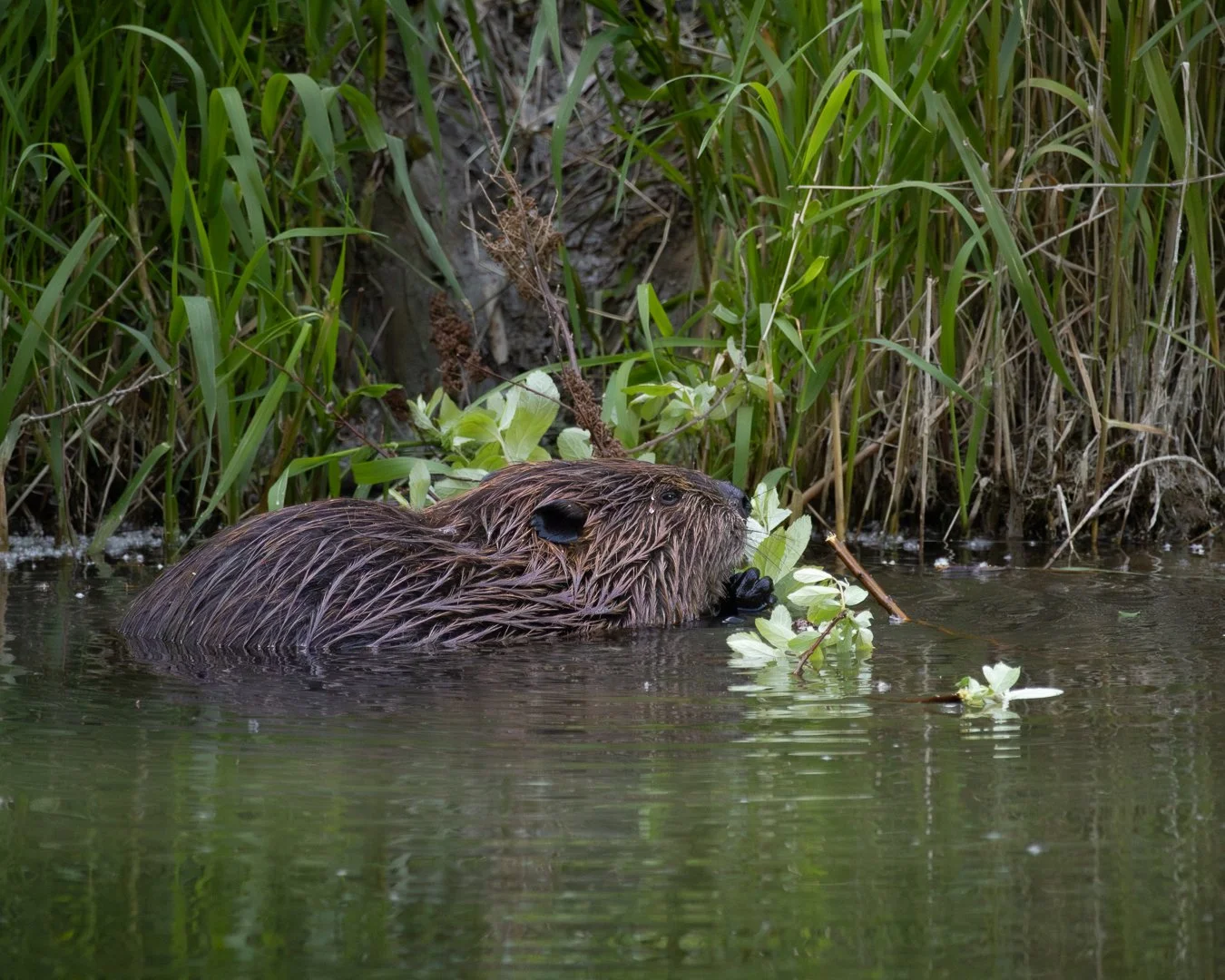 A beaver swimming in a pond near lush green vegetation and reeds.