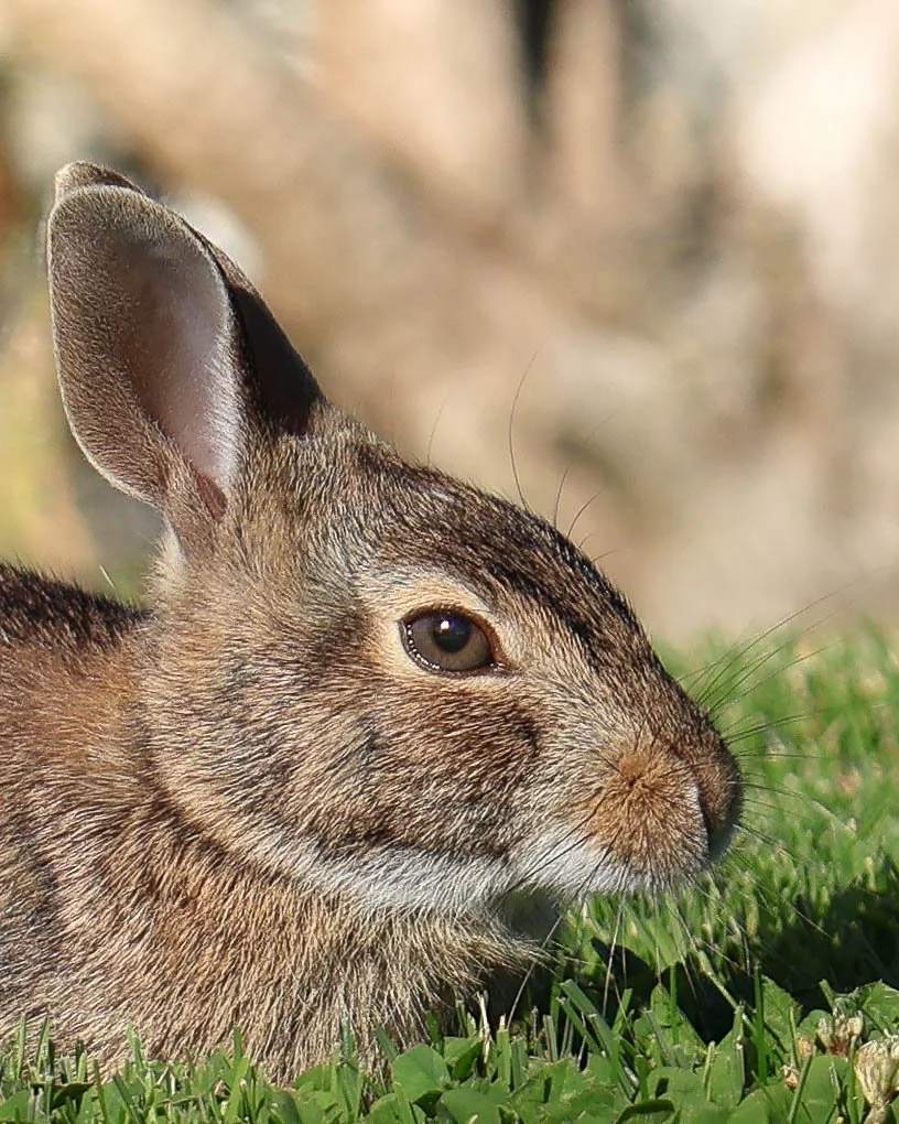 A close-up of a rabbit lying on green grass.