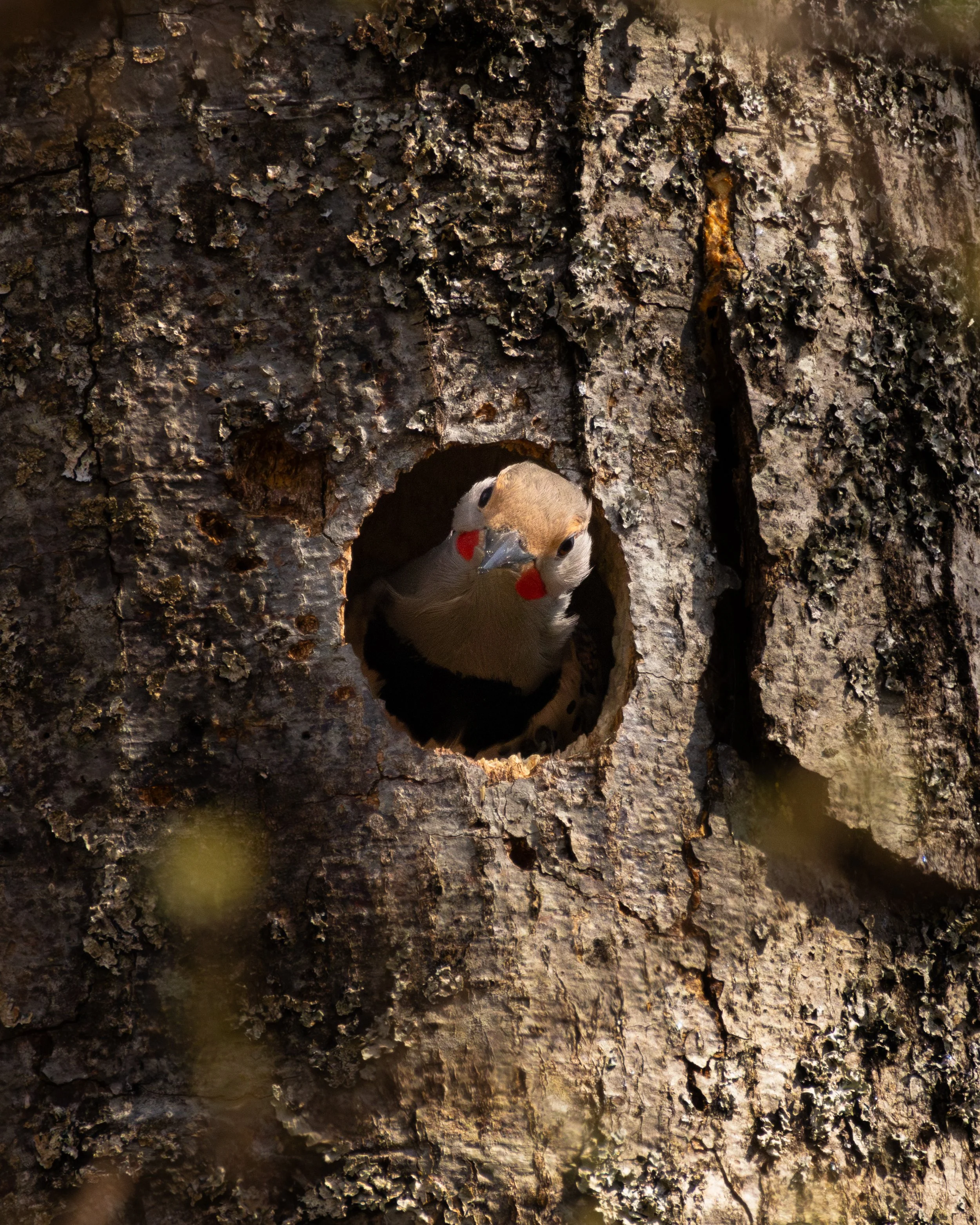 A northern flicker peeking out of a hole in a tree trunk.