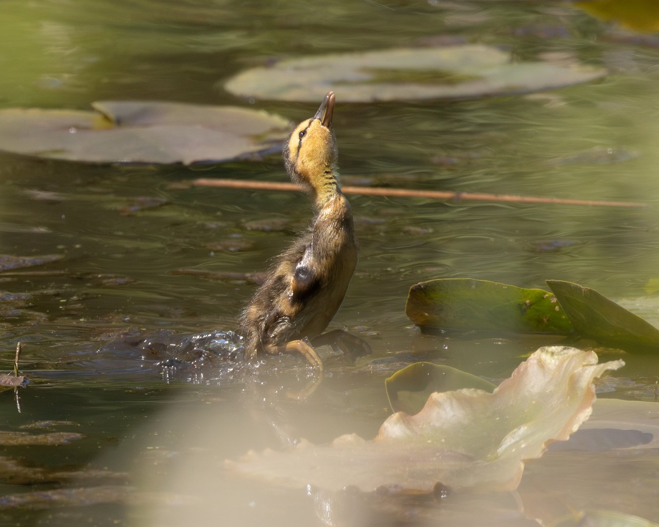 A duckling leaping out of the water to catch a bug with its head and neck extended upward, surrounded by lily pads.