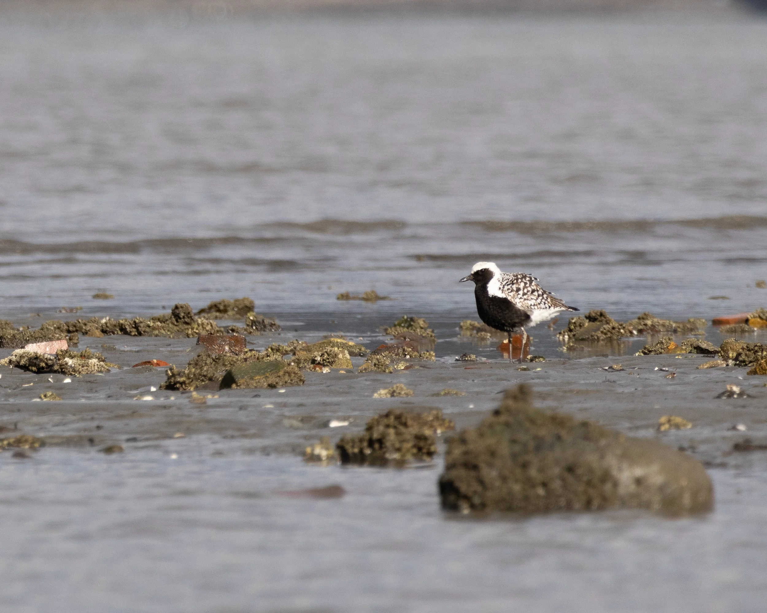 A black bellied plover standing on a wet, muddy shoreline with small rocks, near the water's edge, under an overcast sky.