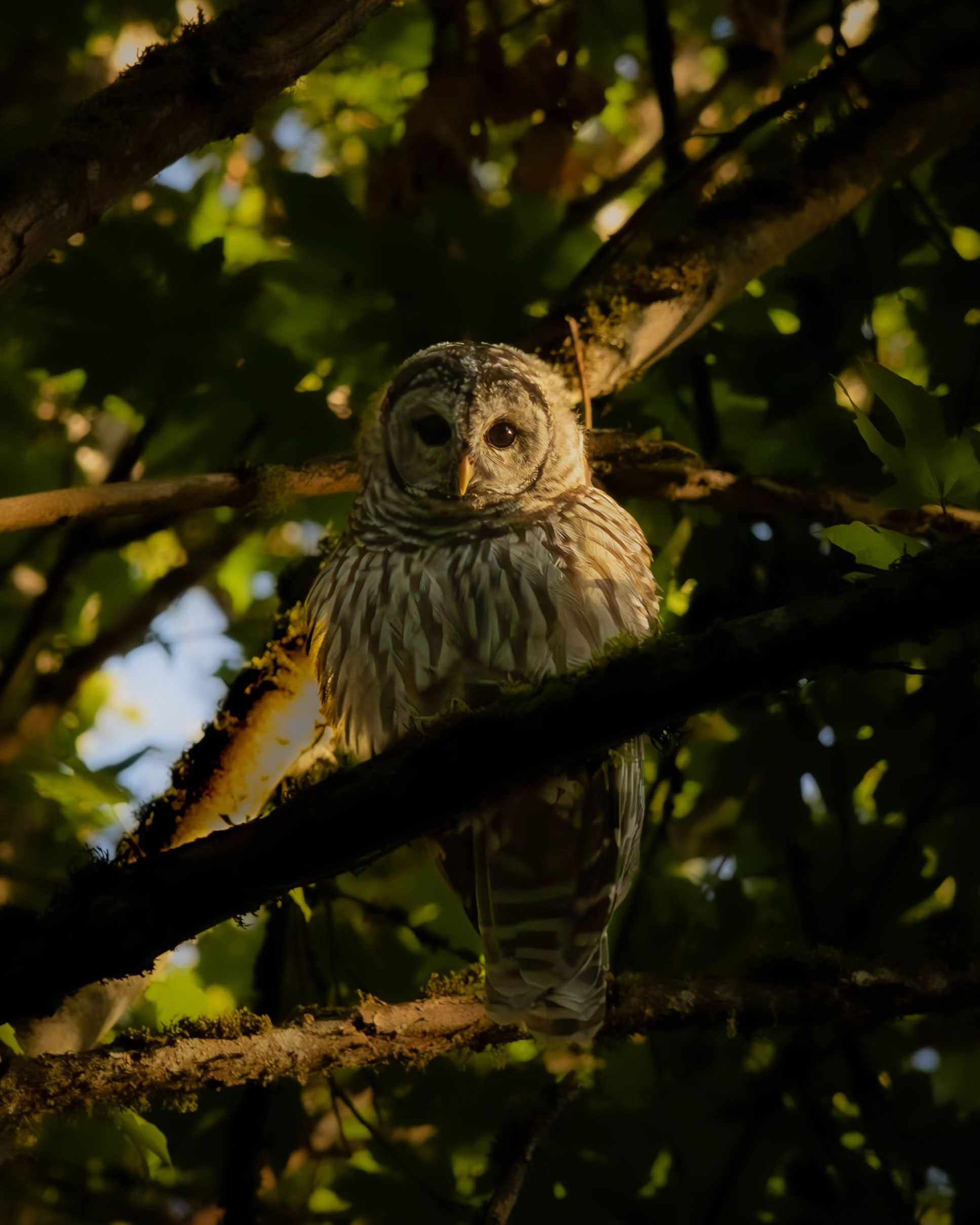A barred owl perched on a tree branch among green leaves, with dappled sunlight highlighting its feathers and round dark eyes.